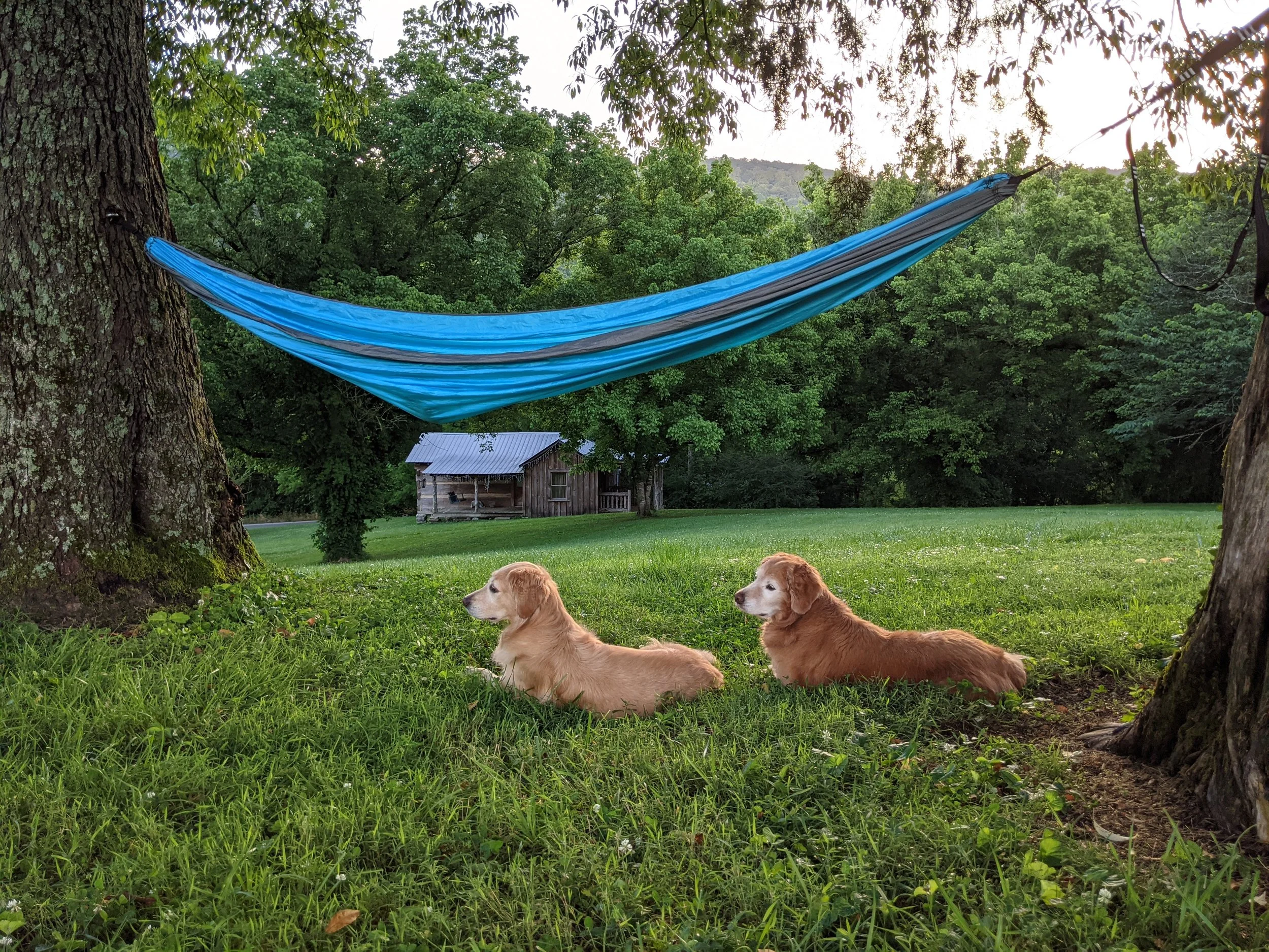 Two different shades of gold are shown on the dogs in this photo, examples of the puppies that are being bred by health tested dogs at full of grace goldens in middle Tennessee