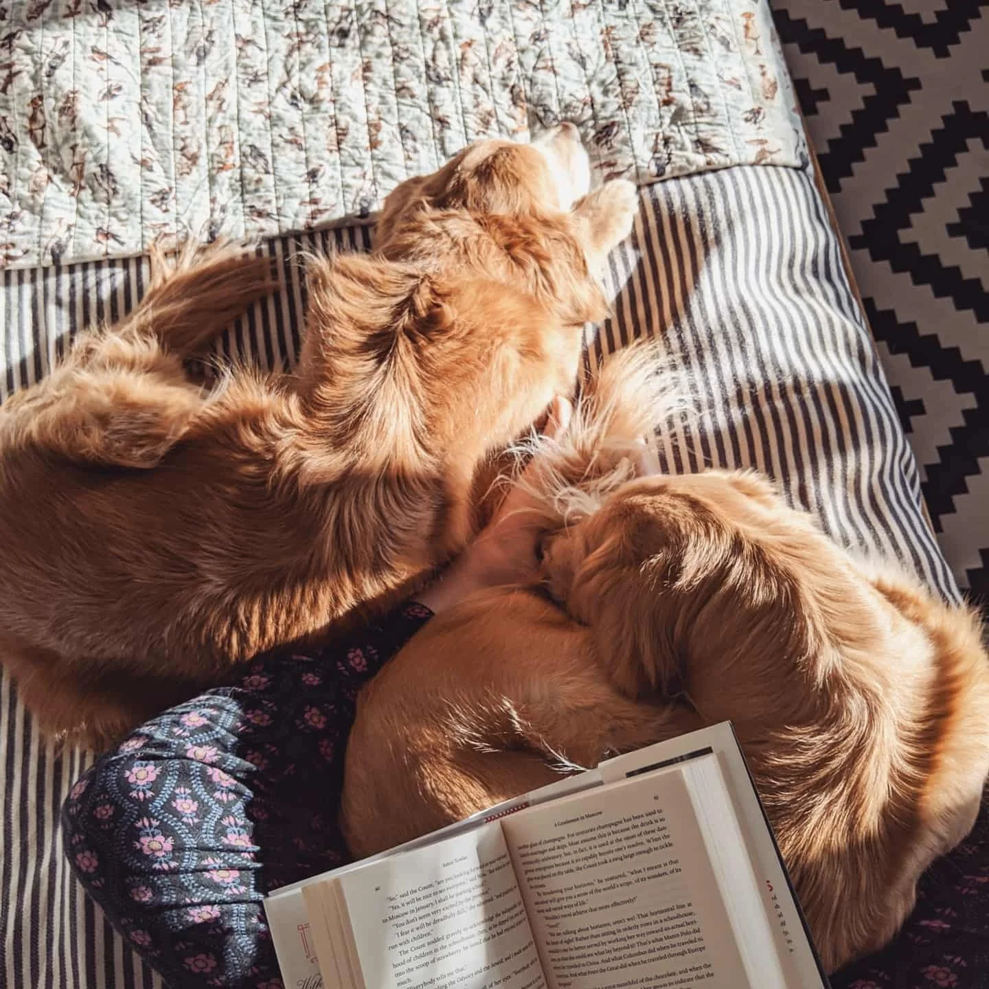 These two golden retrievers are curled up on the bed while their owner reads a book. This is showcasing the wonderful temperament of the puppies this ethical, responsible, and reputable breeder is producing in Tennessee for people and their families