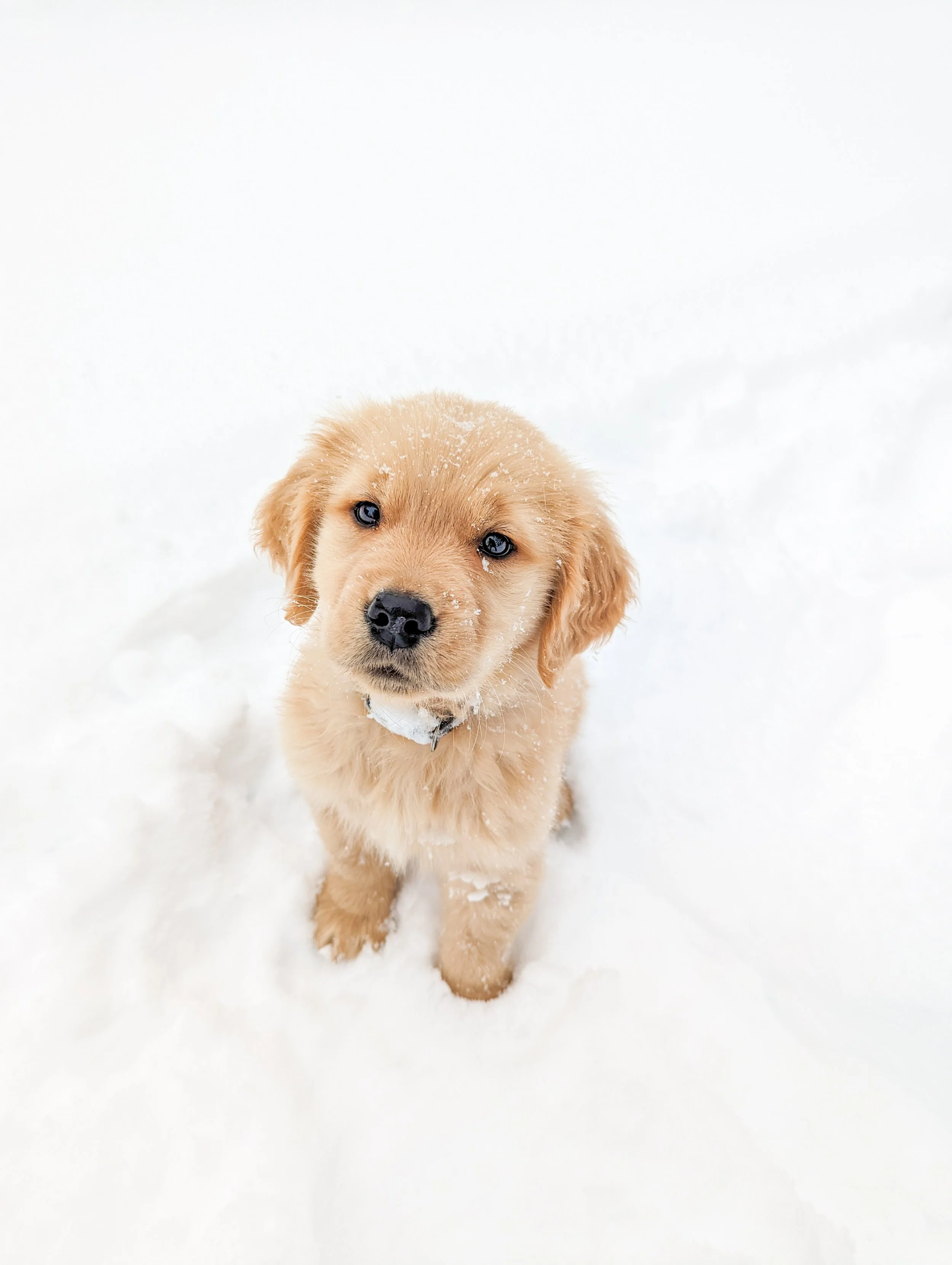 A golden retriever puppy sitting in the snow looking up at the camera with snow on its face.