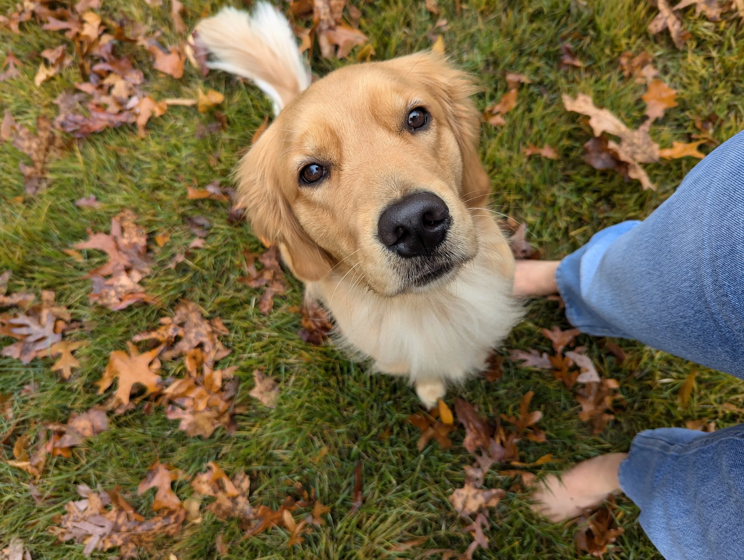 Golden retriever dog looking up at the camera on grass with fallen autumn leaves, person's legs in jeans visible.