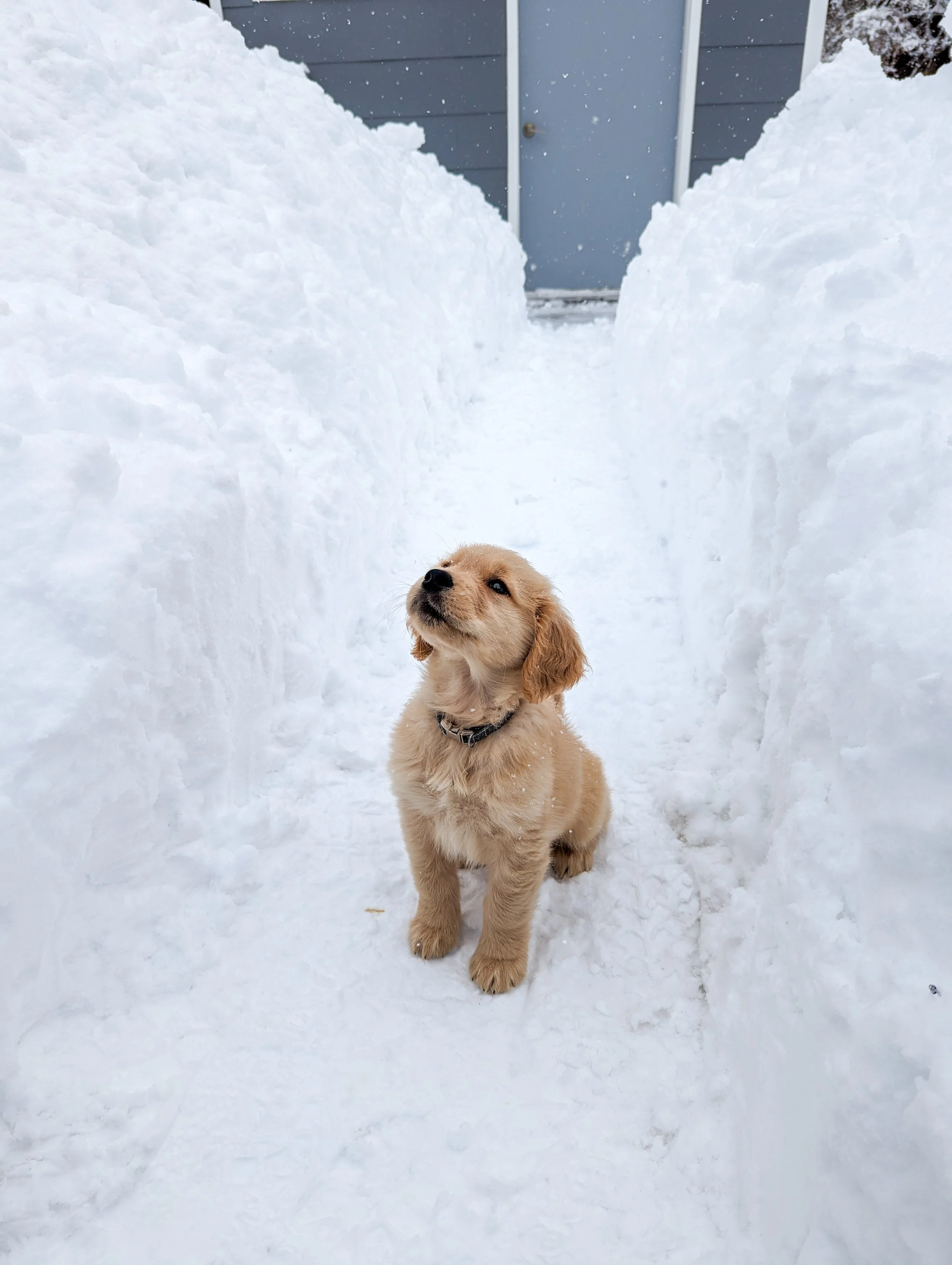 A golden retriever puppy sitting in a snow-covered pathway with tall snowbanks on each side, a blue door and gray building in the background.