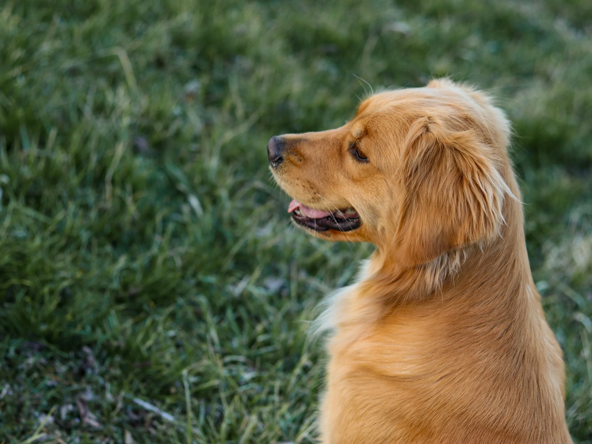 Close-up of a golden retriever dog sitting on grass, facing left with mouth slightly open.