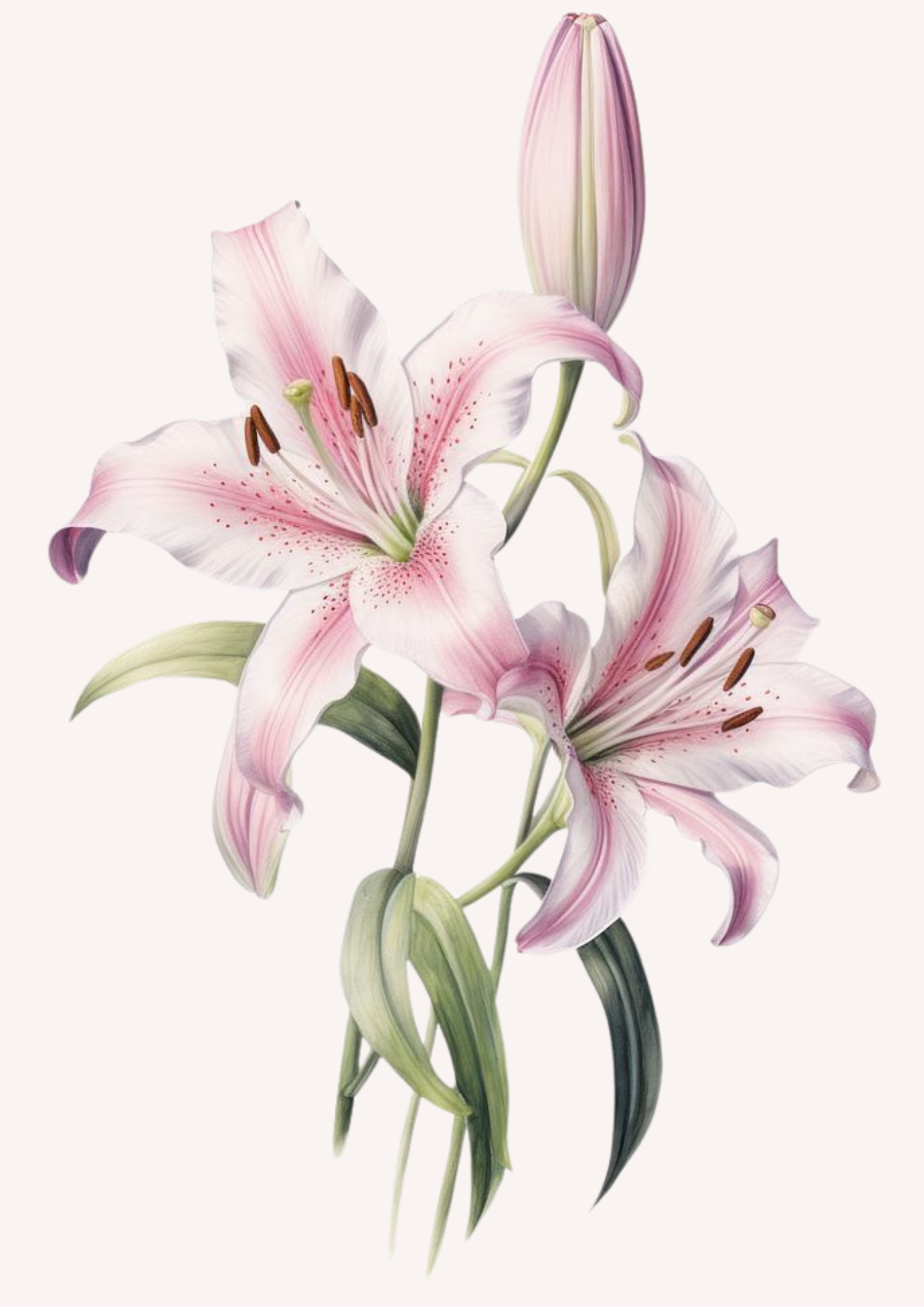 Illustration of pink and white lilies with green leaves and a closed bud.