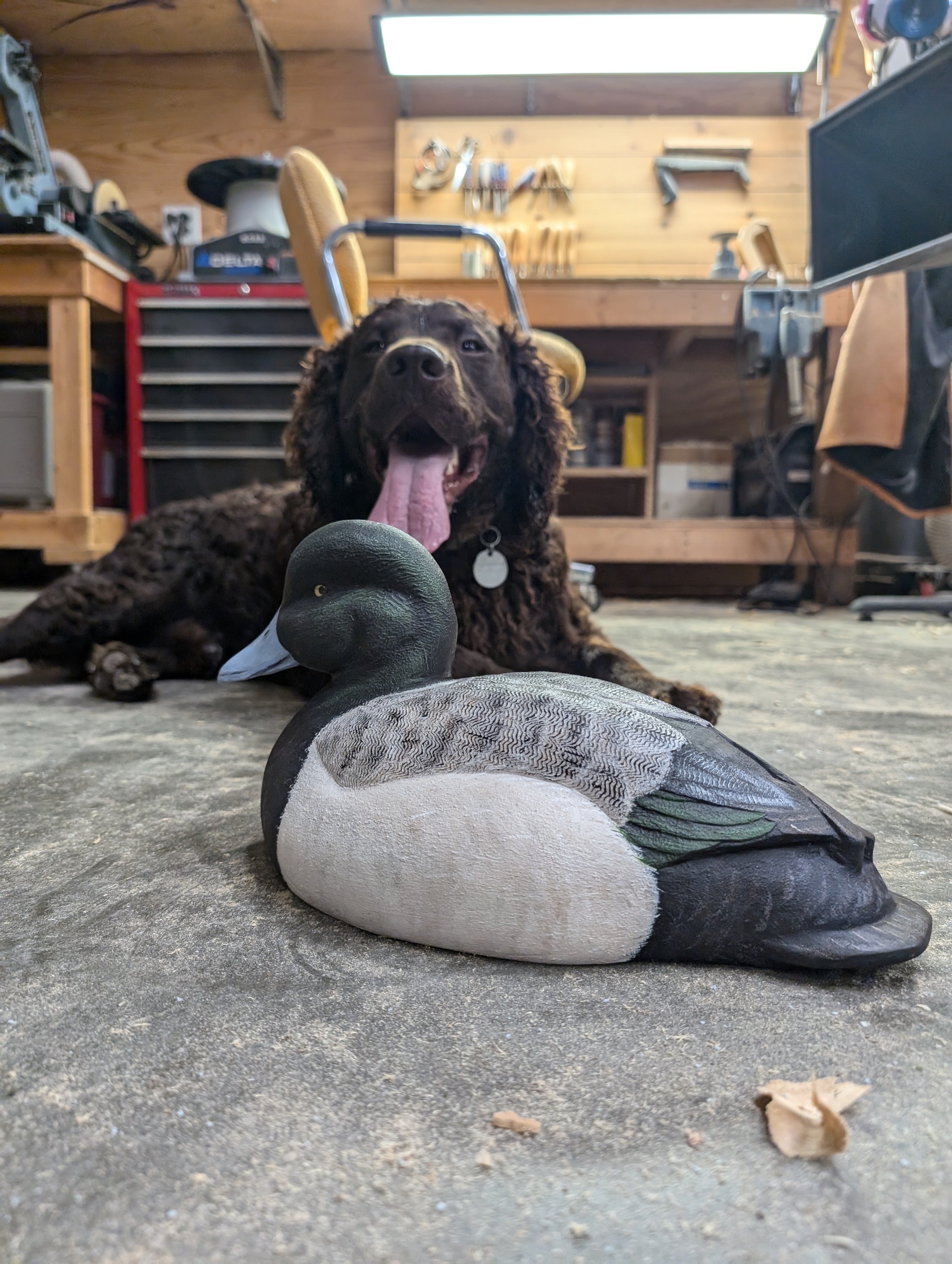 Greater Scaup Carving