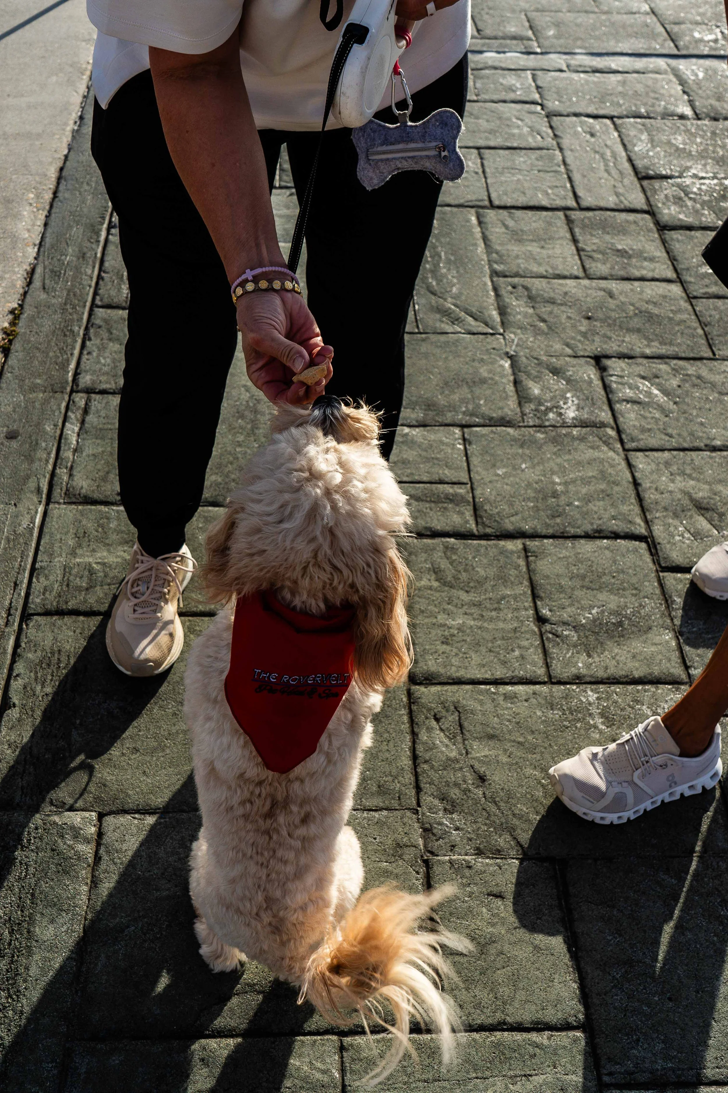 A person in white sneakers and black pants is standing on a brick sidewalk, holding a treat for a small, curly-haired dog wearing a red bandana. The dog is looking up at the person and appears to be expecting the treat.