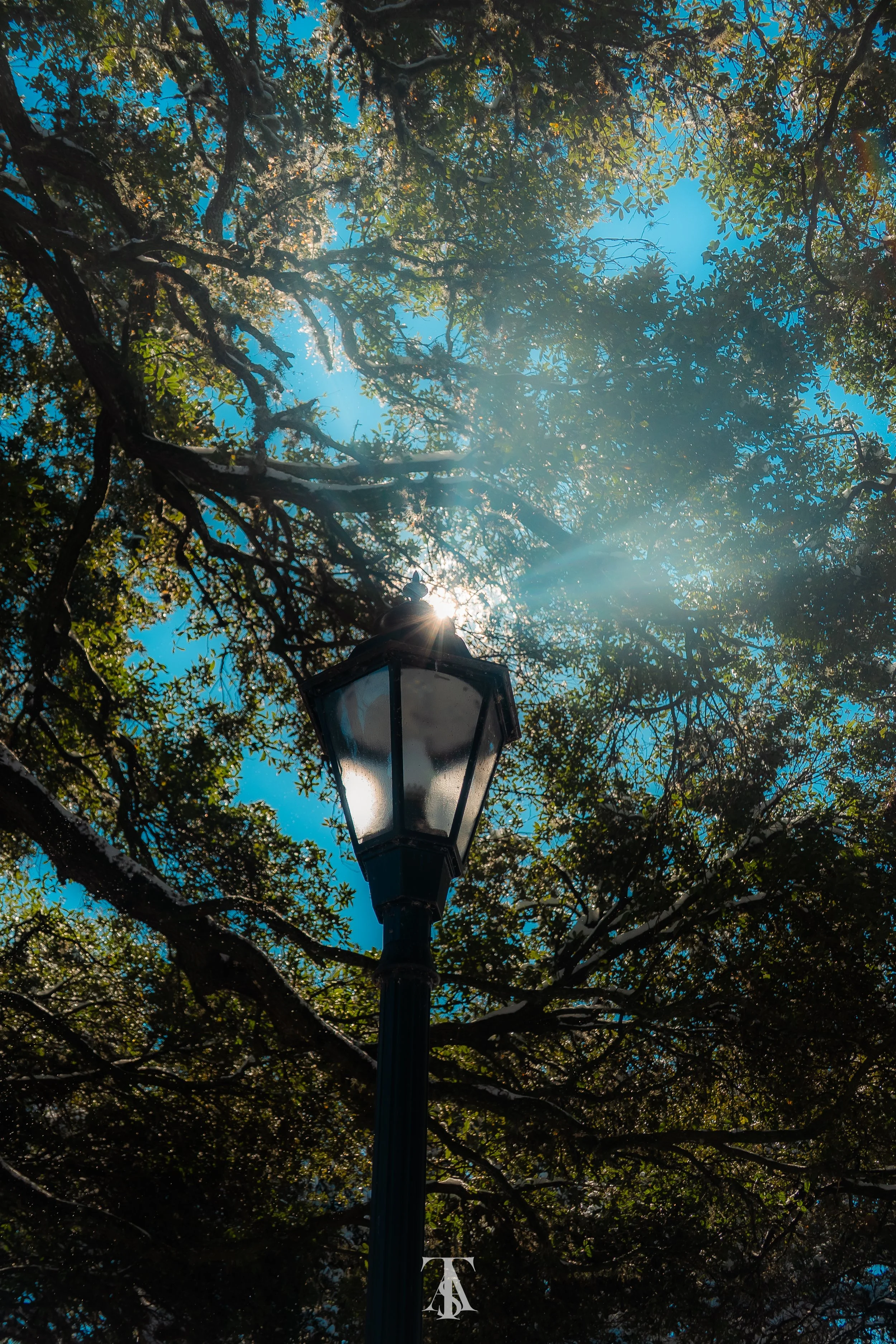 A black vintage street lamp tree with leafy branches and a bright sunlight partially obscured by the leaves, against a clear blue sky.