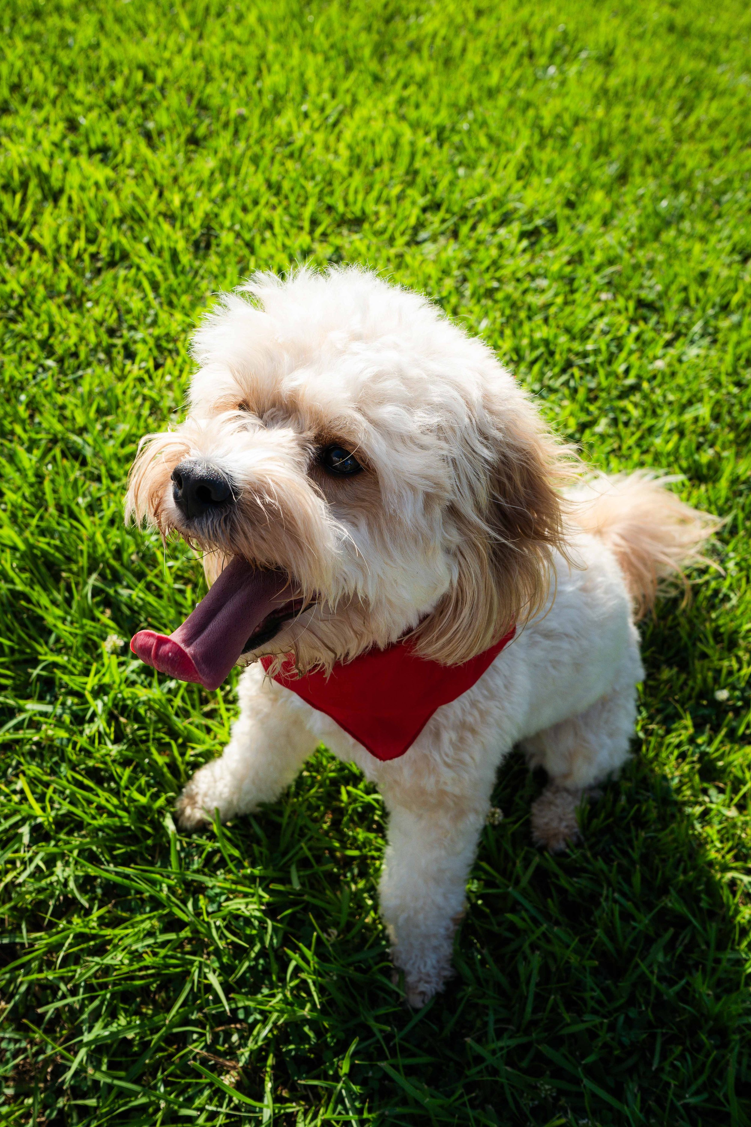 A happy, fluffy white dog with curly fur sitting on green grass, wearing a red bandana, with its tongue out and a playful expression.
