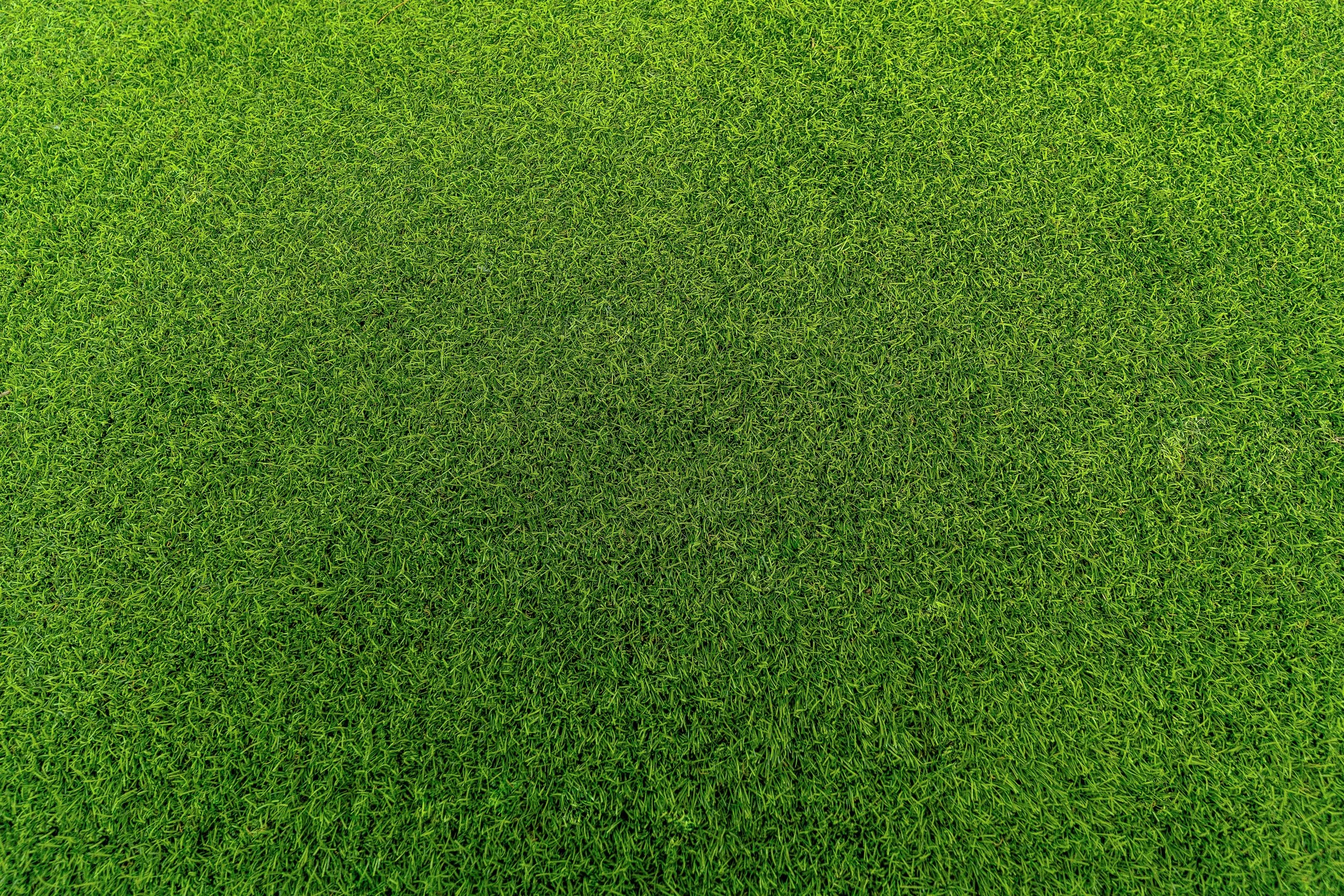 Close-up image of green grass blades covering the ground.