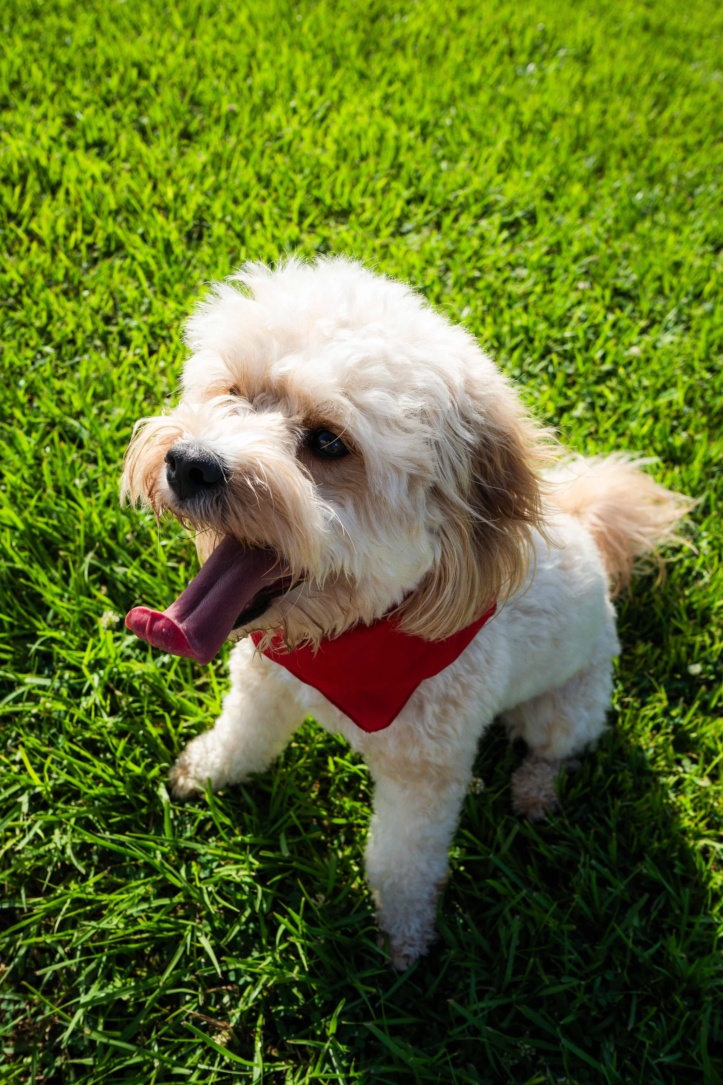 A small, fluffy dog with curly cream-colored fur, wearing a red bandana, standing on green grass, panting with its tongue out.