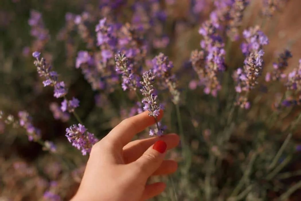 Plantas que sanan y te conectan con la Tierra