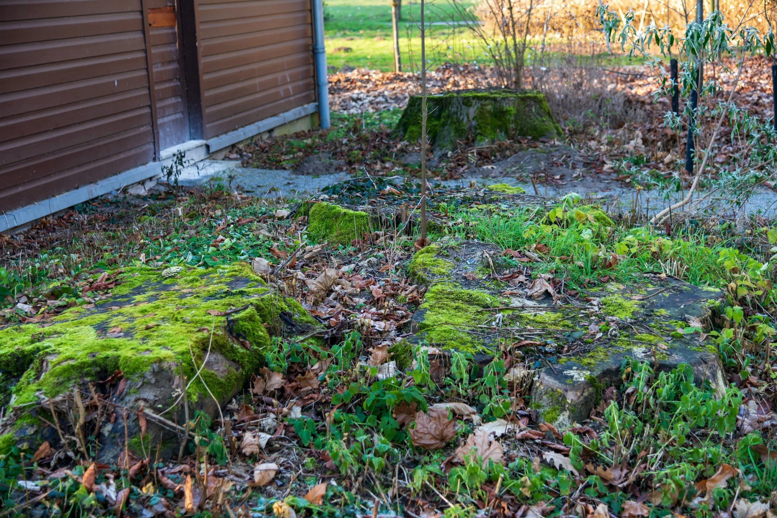 5 Common Landscaping Mistakes Homeowners Make (and How to Avoid Them)