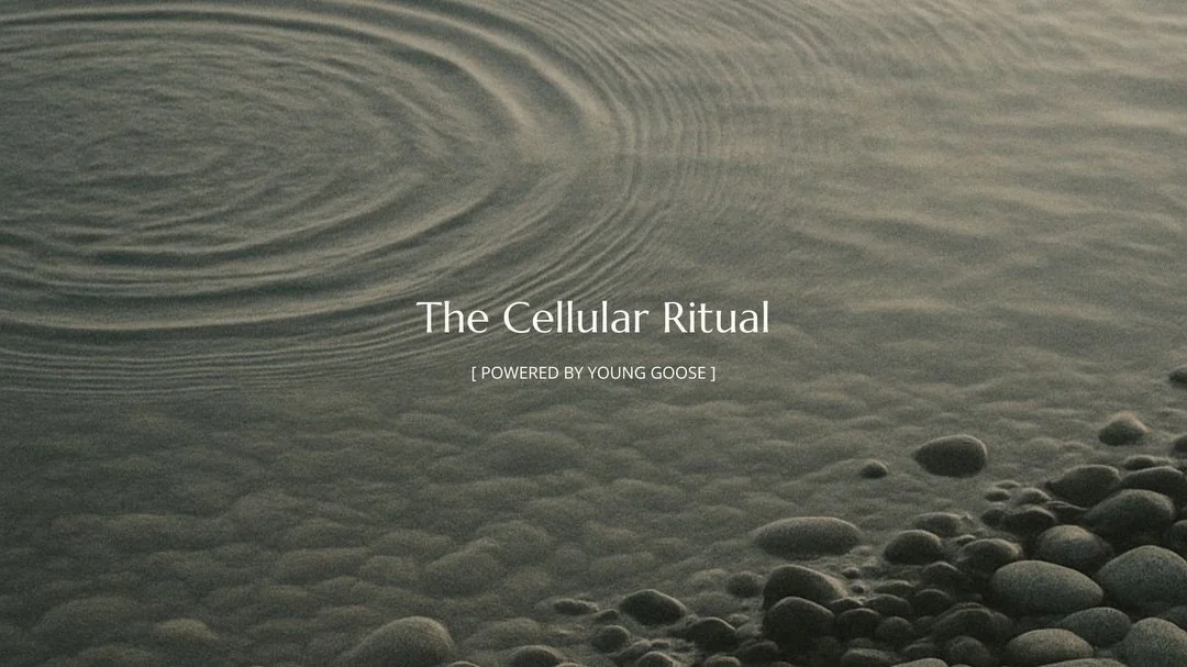 The Cellular Ritual.

A facial built on longevity science &mdash; not trends, not quick fixes. Young Goose is the first biohacking skincare brand in the world, formulated with NAD+ precursors, spermidine, senolytics, and regenerative enzymes. Ingredi