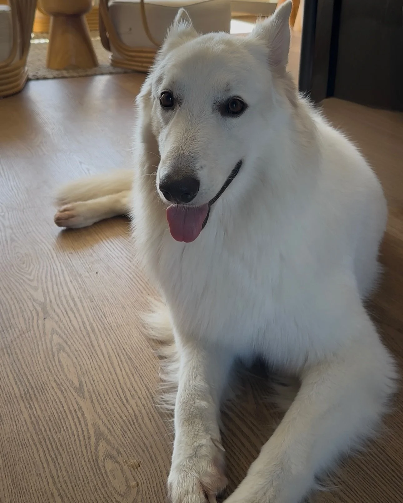 Our very own polar bear 🐻&zwj;❄️🐻&zwj;❄️🐻&zwj;❄️ NANOOK 
The definition of a good boy ☺️