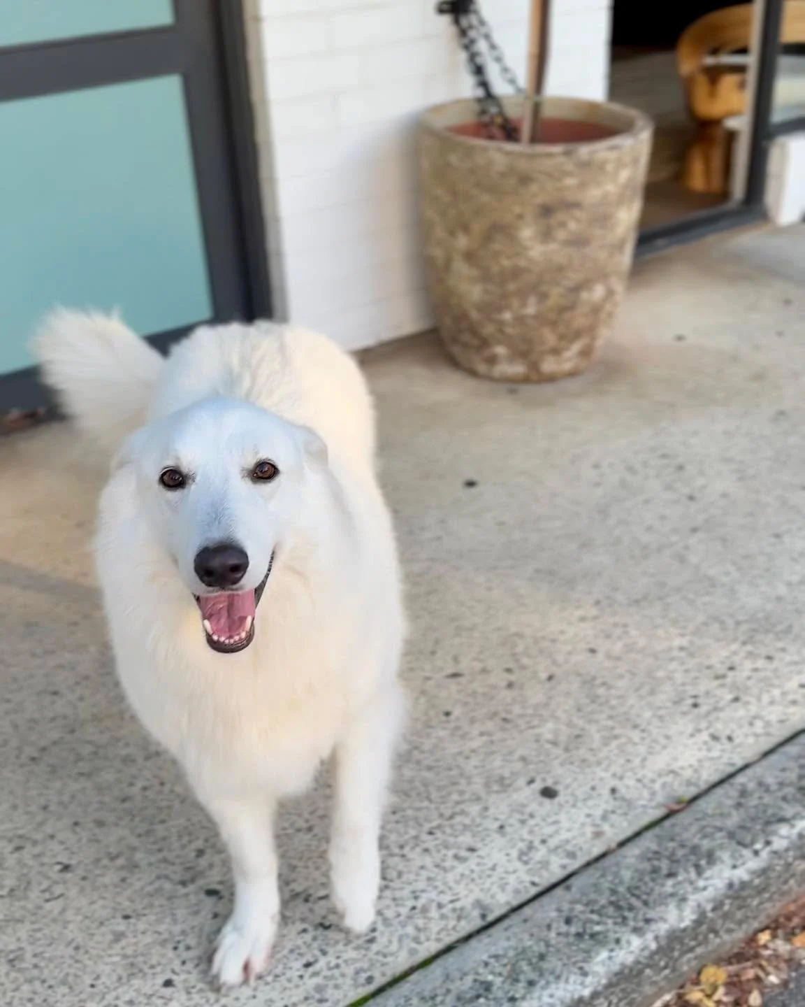 Monday check-in from the most important member of the Melt team 🐾🐻&zwj;❄️

Nanook wanted us to remind you that your free consultation is still waiting for you. (He's very invested in your results.)

Jokes aside &mdash; if you've been thinking about