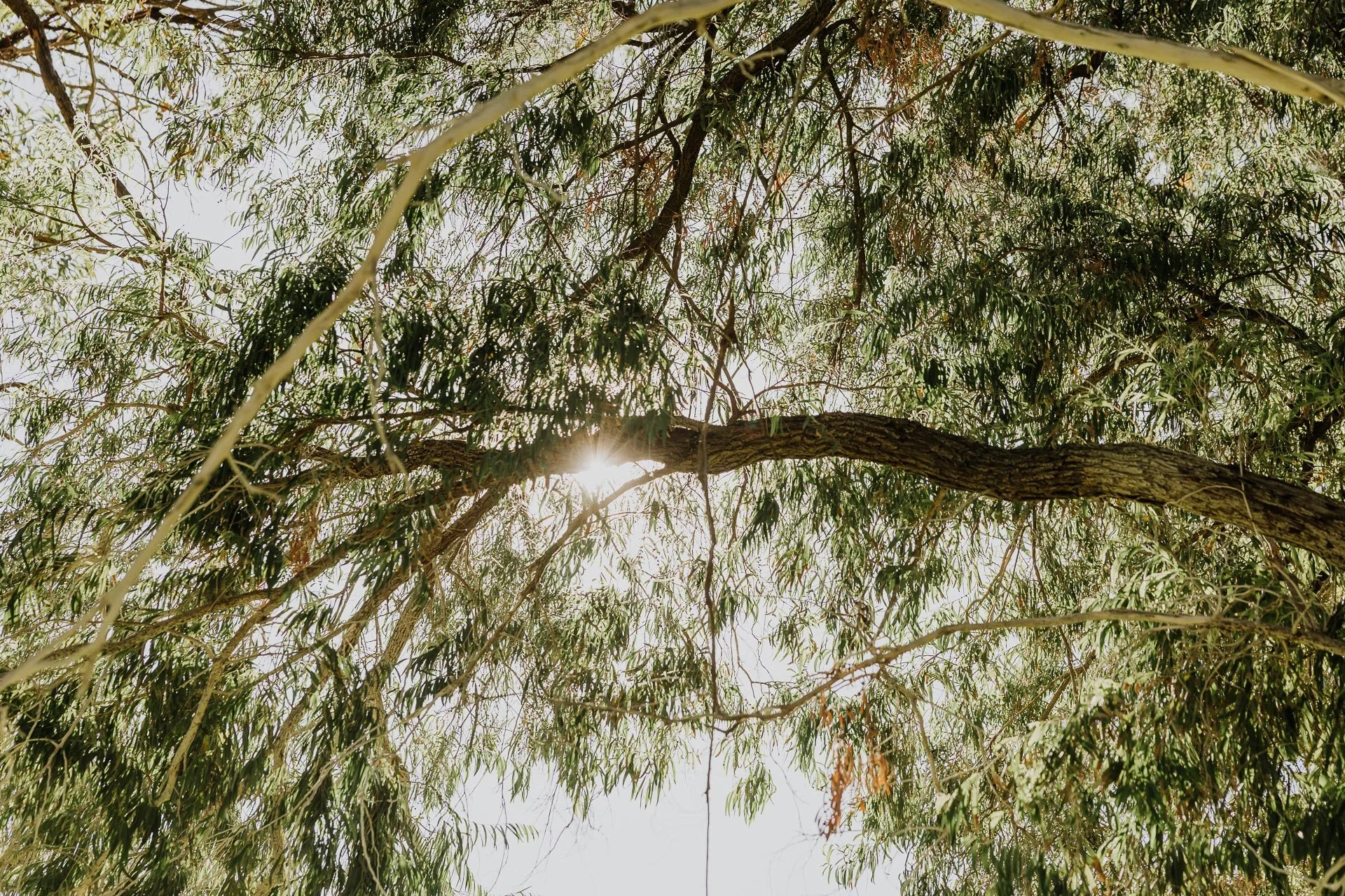 WEB Zamia Location 66.jpg