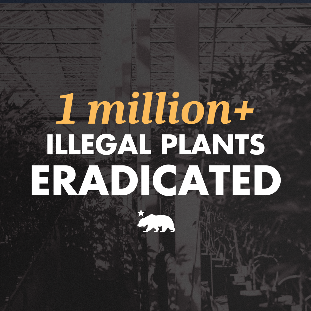 california-cannabis-illegal-plants-eradicated-graphic.png