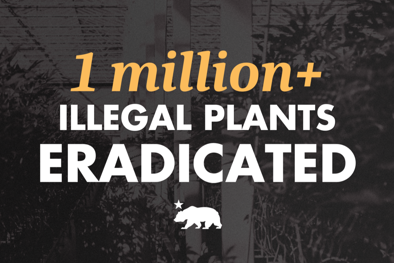 California Marks 10 Years Since Voter Approval of Cannabis Legalization