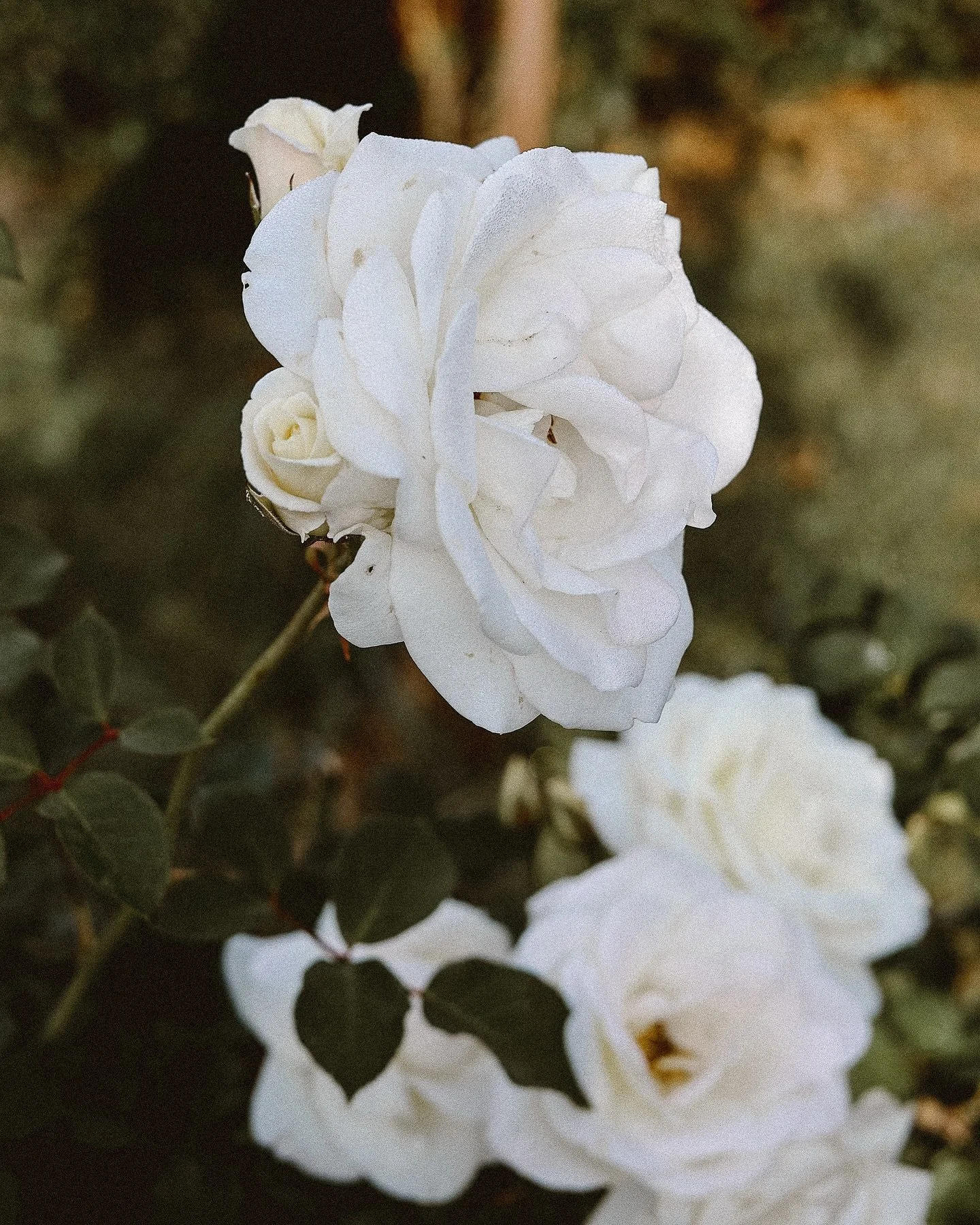 The sweetest of roses from a recent MOTHERHOOD session. Nothing beats shooting people in their homes and gardens , there&rsquo;s a level of comfort and familiarity that shines through that you just can&rsquo;t get on location.

#motherhoodsessions #f