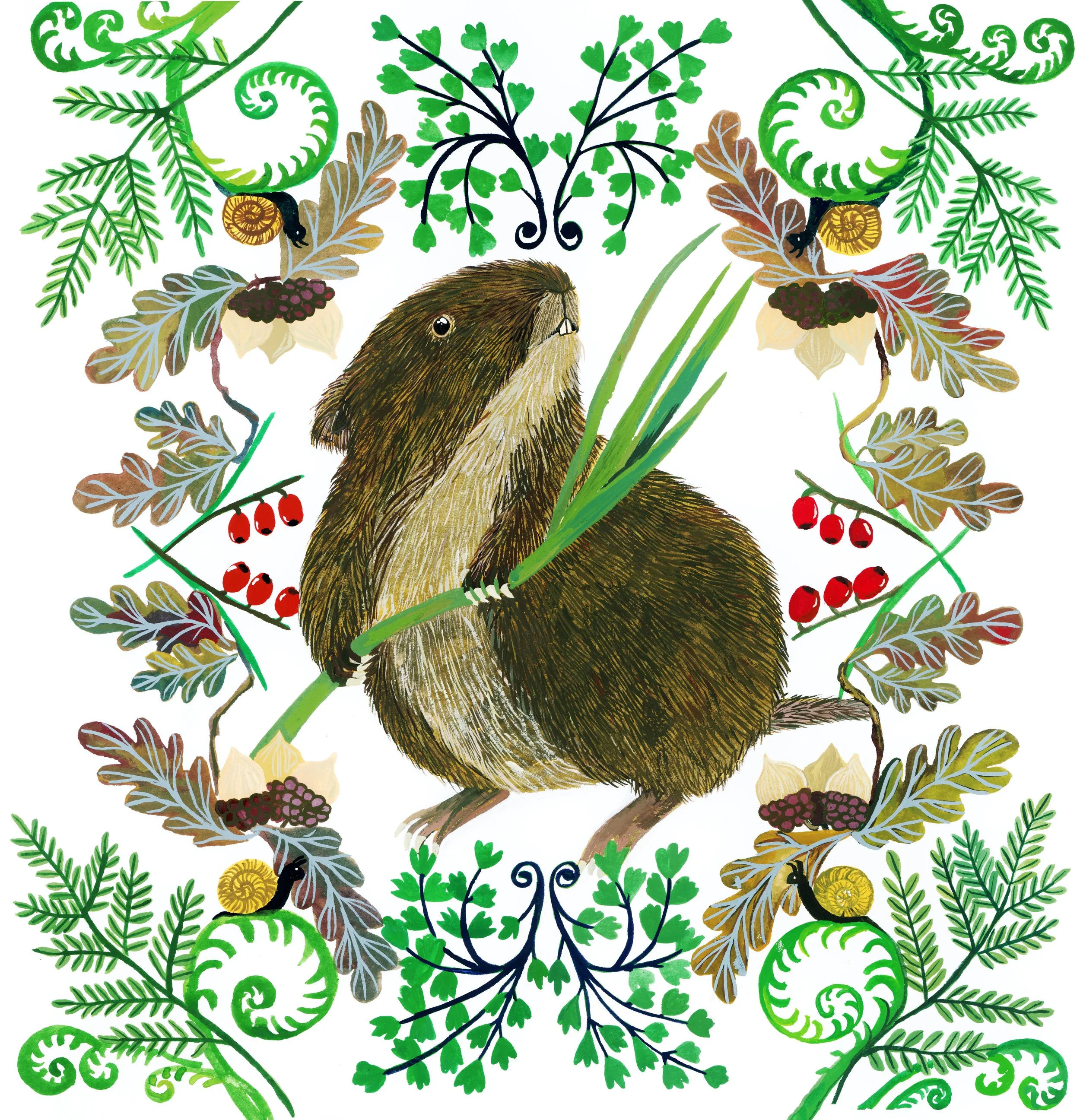 water vole Jemma Jamie Skidmore Licencing_.jpg