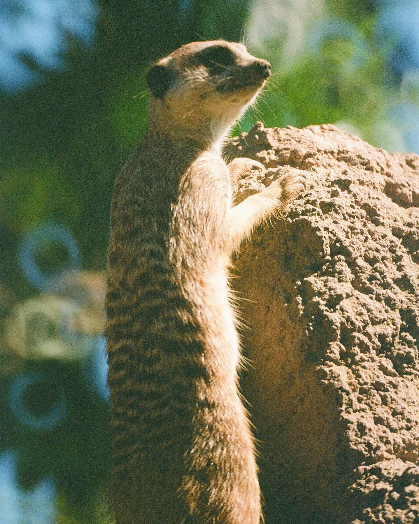 Recent zoo trip plus a seal.