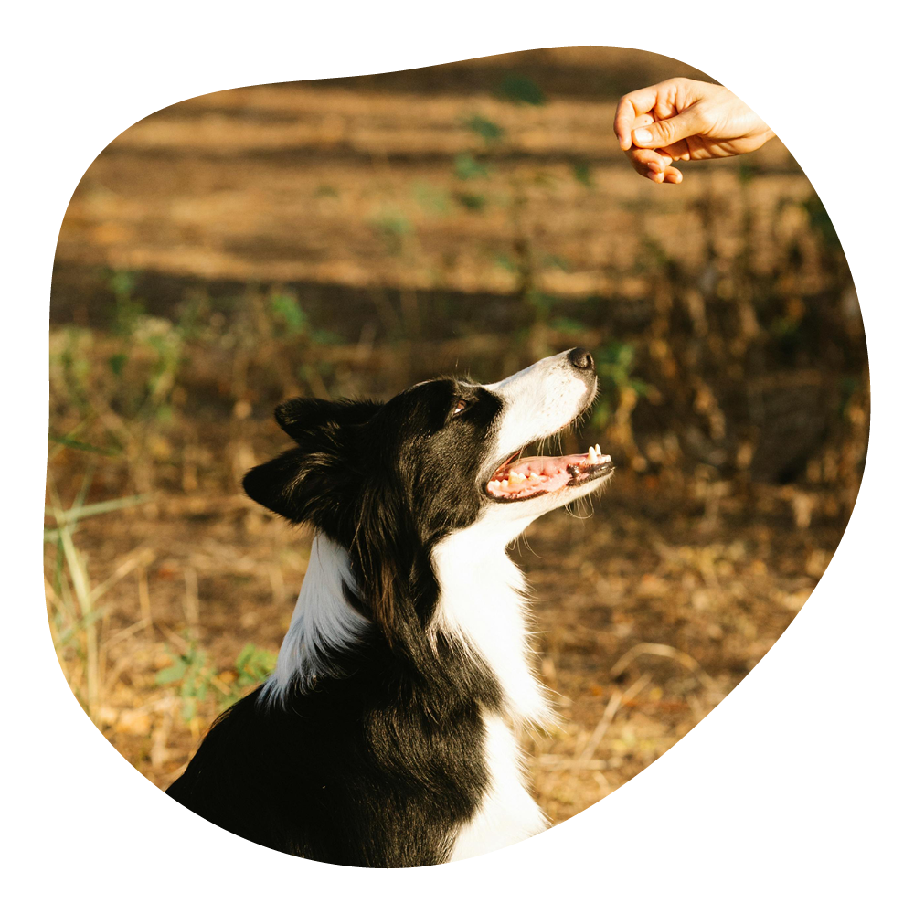 Hund sitzt im Freien und schaut aufmerksam nach oben, während eine menschliche Hand einen Leckerbissen hält.