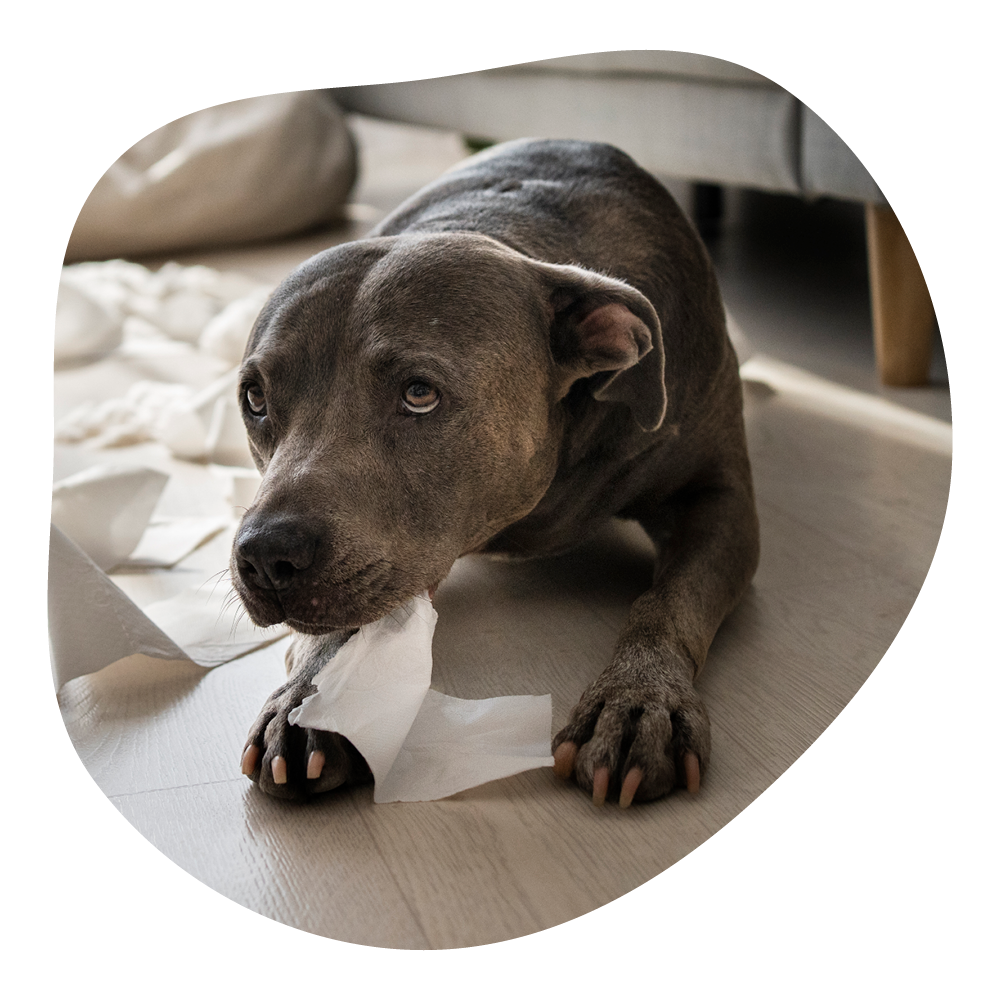 Ein süßer Hund liegt auf dem Boden und kaut auf einem zerknitterten weißen Papier.