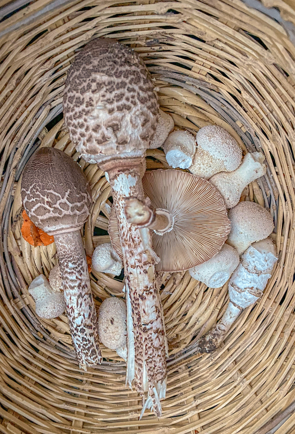 Verschiedene Pilze in einem Korb