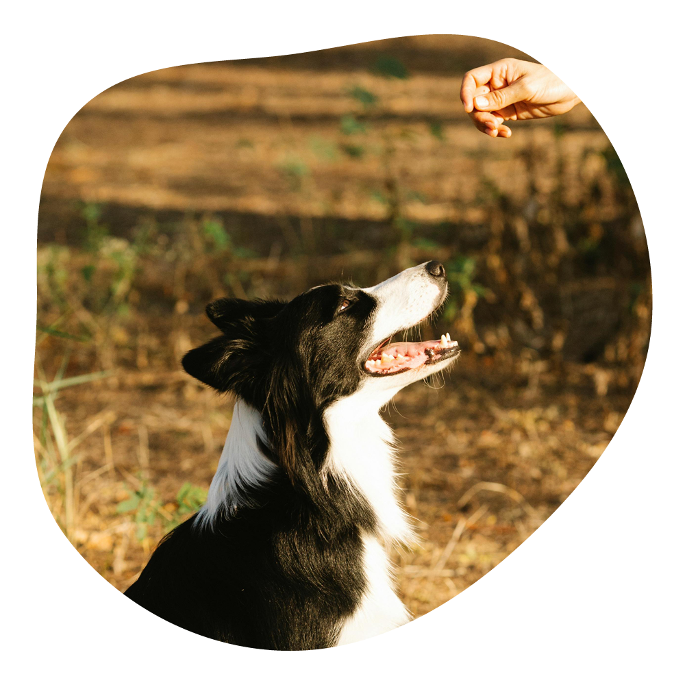 Ein Border Collie sitzt im Freien und schaut aufmerksam auf eine Hand mit erhobener Faust, die möglicherweise ein Leckerli hält.