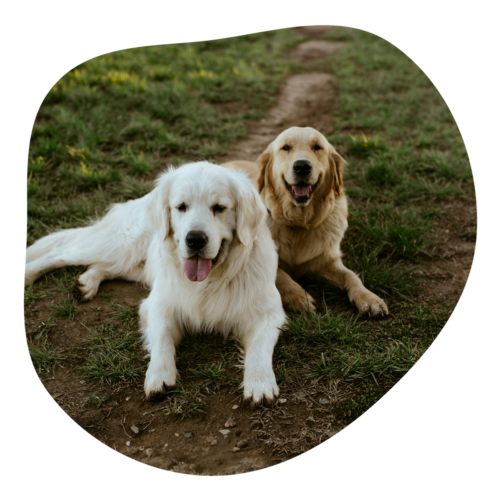 Zwei Golden Retriever Hunde liegen auf einer Wiese, mit einem Weg im Hintergrund, sonnig