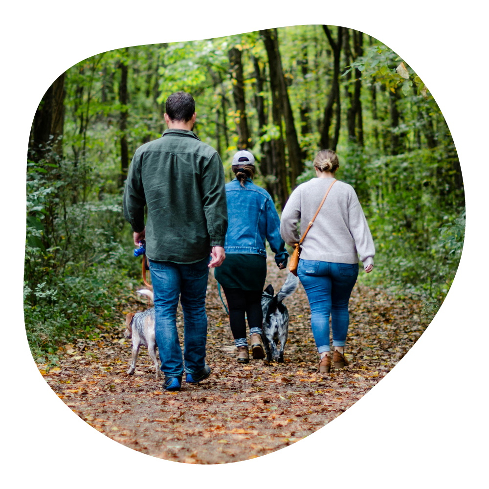 Drei Personen, die mit Hunden in einem Wald spazieren gehen.