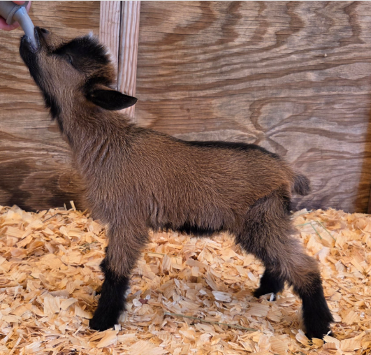 Screenshot 2026-03-20 094434.png