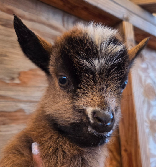 Screenshot 2026-03-20 094443.png