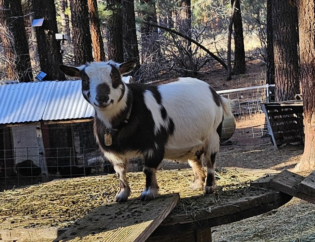 Lilly Mountain Farm FT&B Daisy