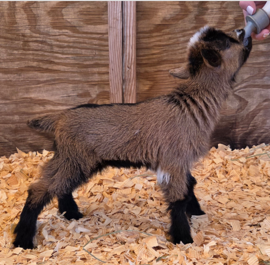 Screenshot 2026-03-20 093849.png