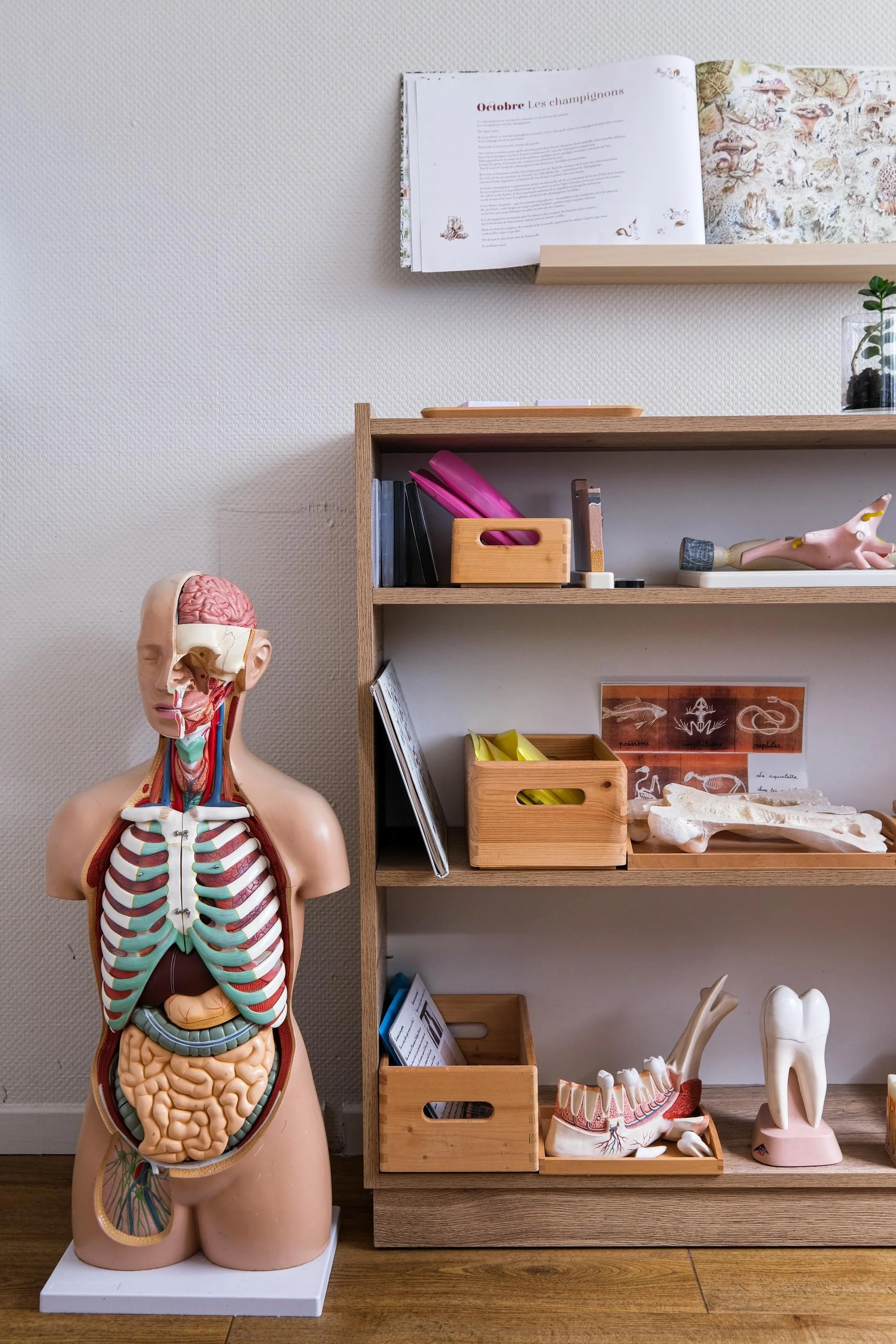 Découverte du corps humain