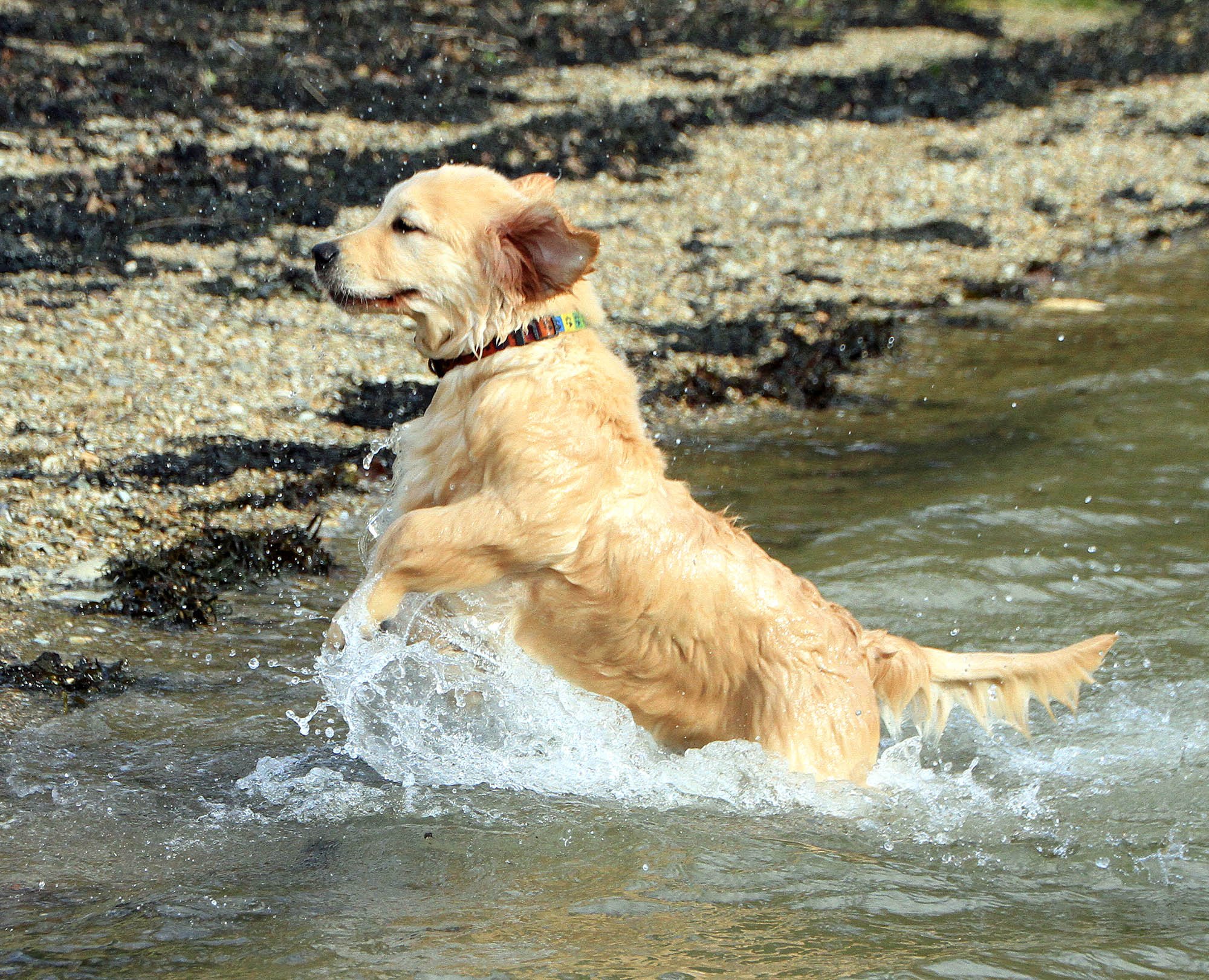 WEB Purdie Swimming 021 copy 2.jpg