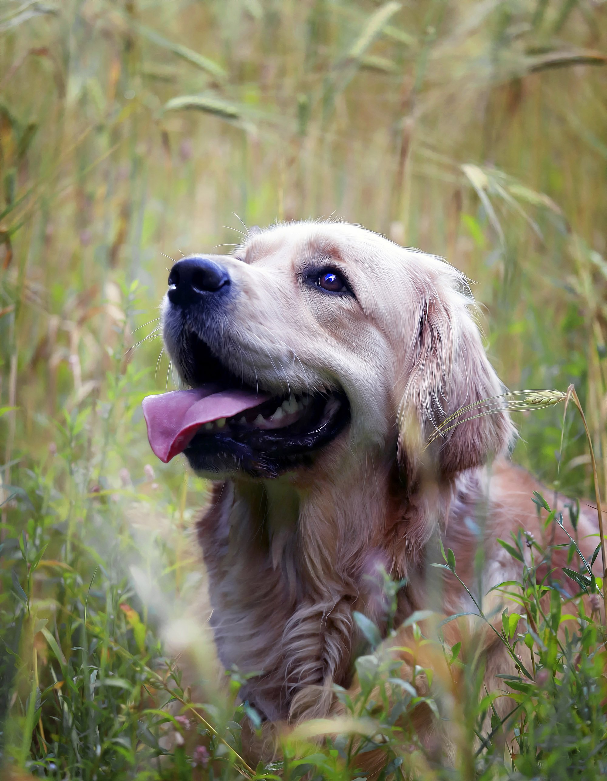 Golden-retriever-Roxy-Cornfield.jpg