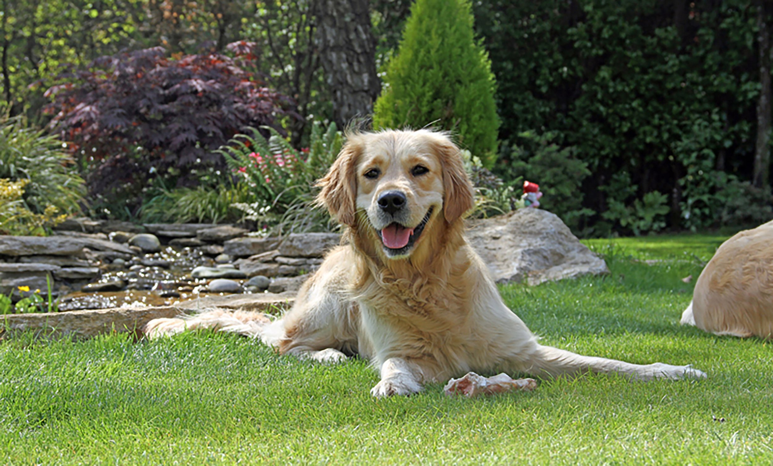 Lucy-by-pond-2000-golden-retriever.jpg