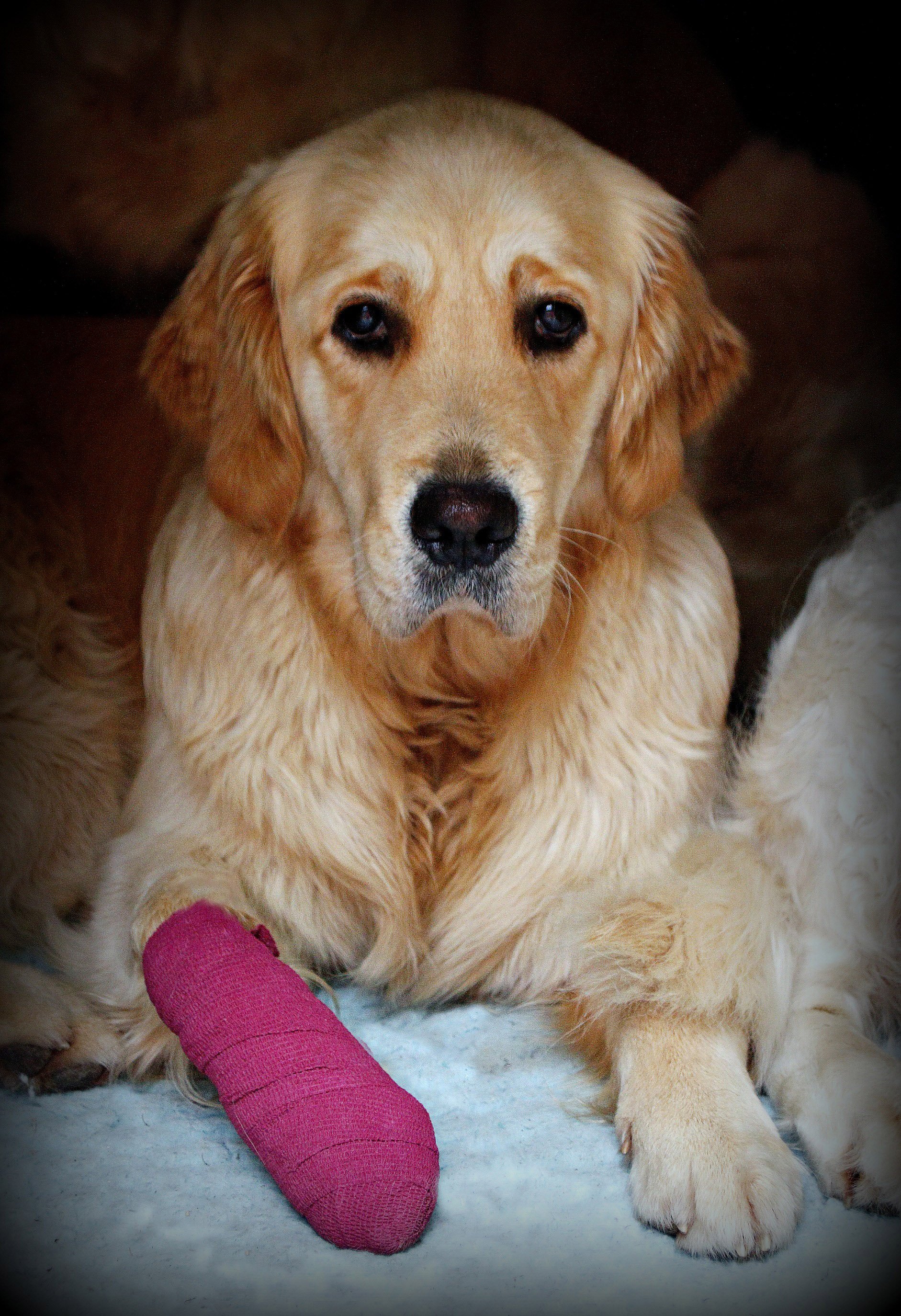 WEB Bandage 027 copy PMFB copy.jpg
