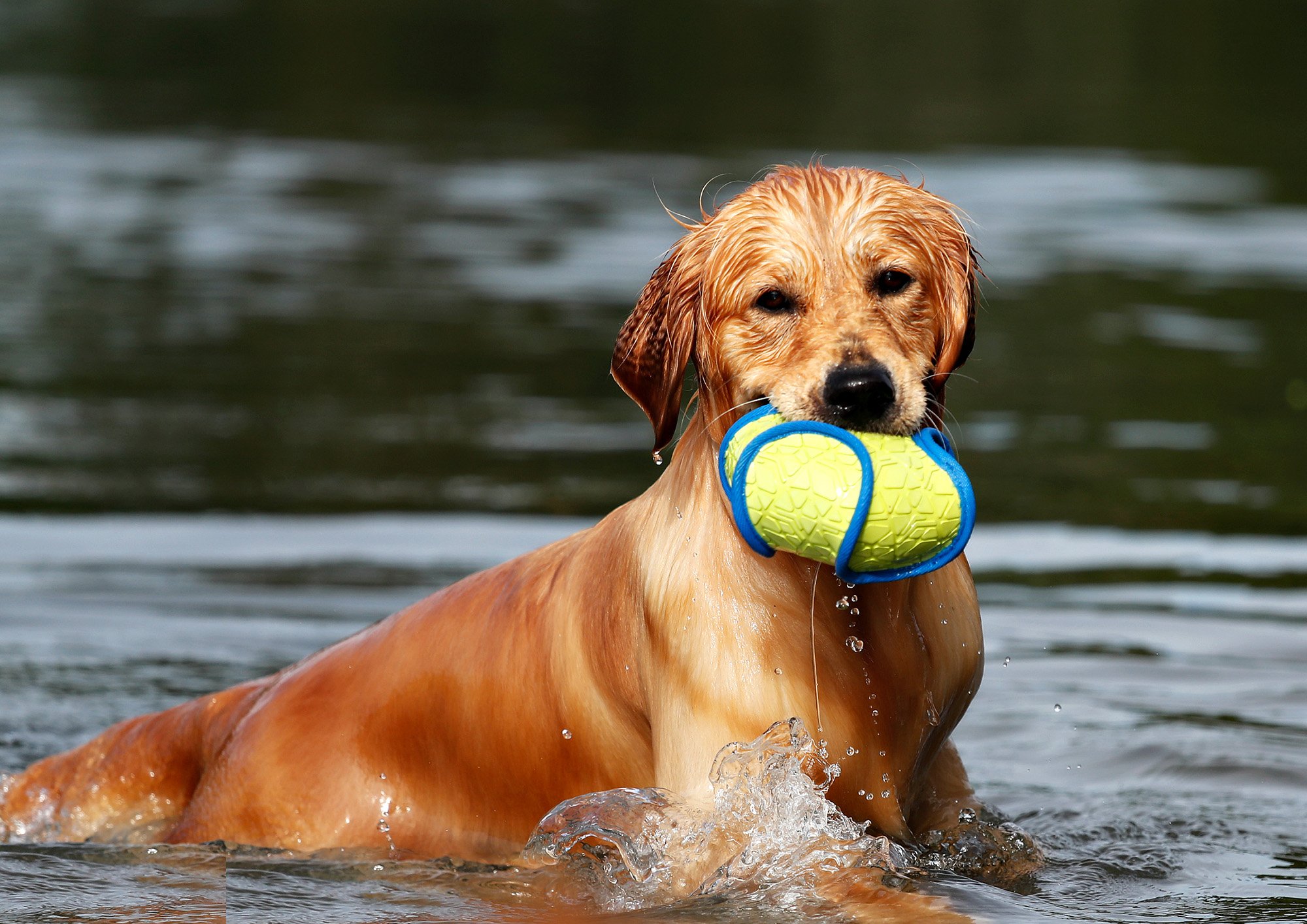 Golden-retriever-with-float-in-creek.jpg