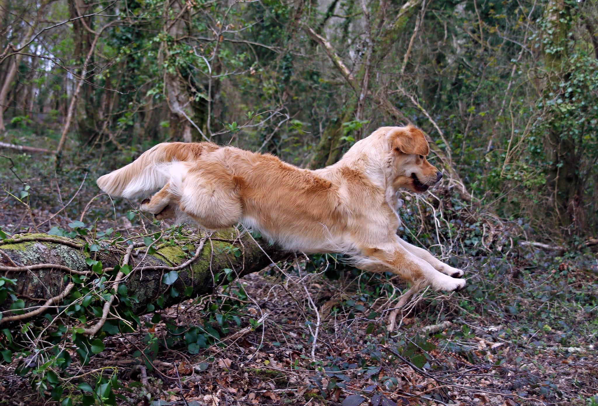 Hurdling.jpg