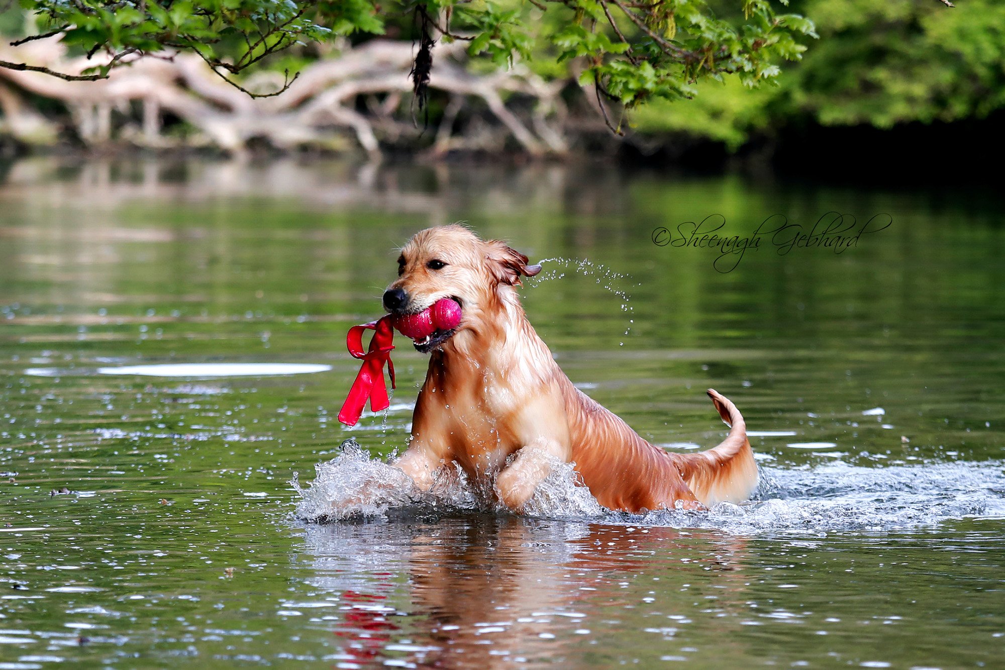 Golden-retriever-Roxy-with-Wubba-in-creek.jpg