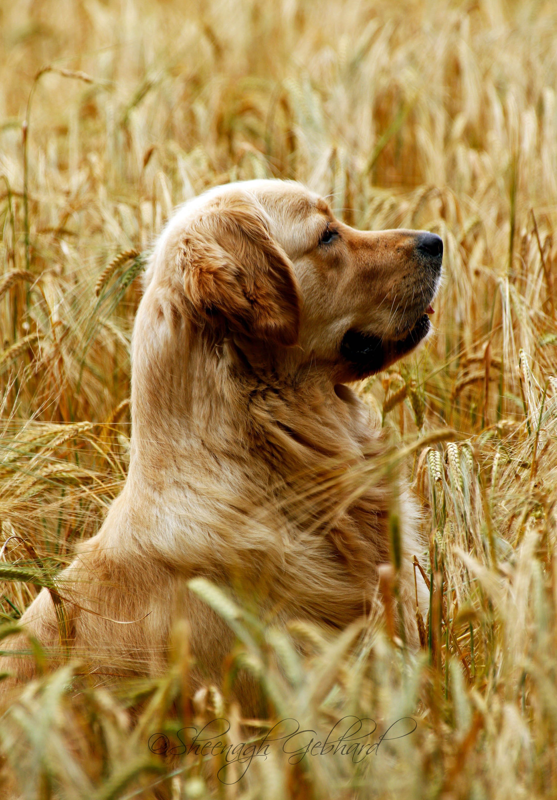 WEB CC Cloudy corn 007 copy.jpg