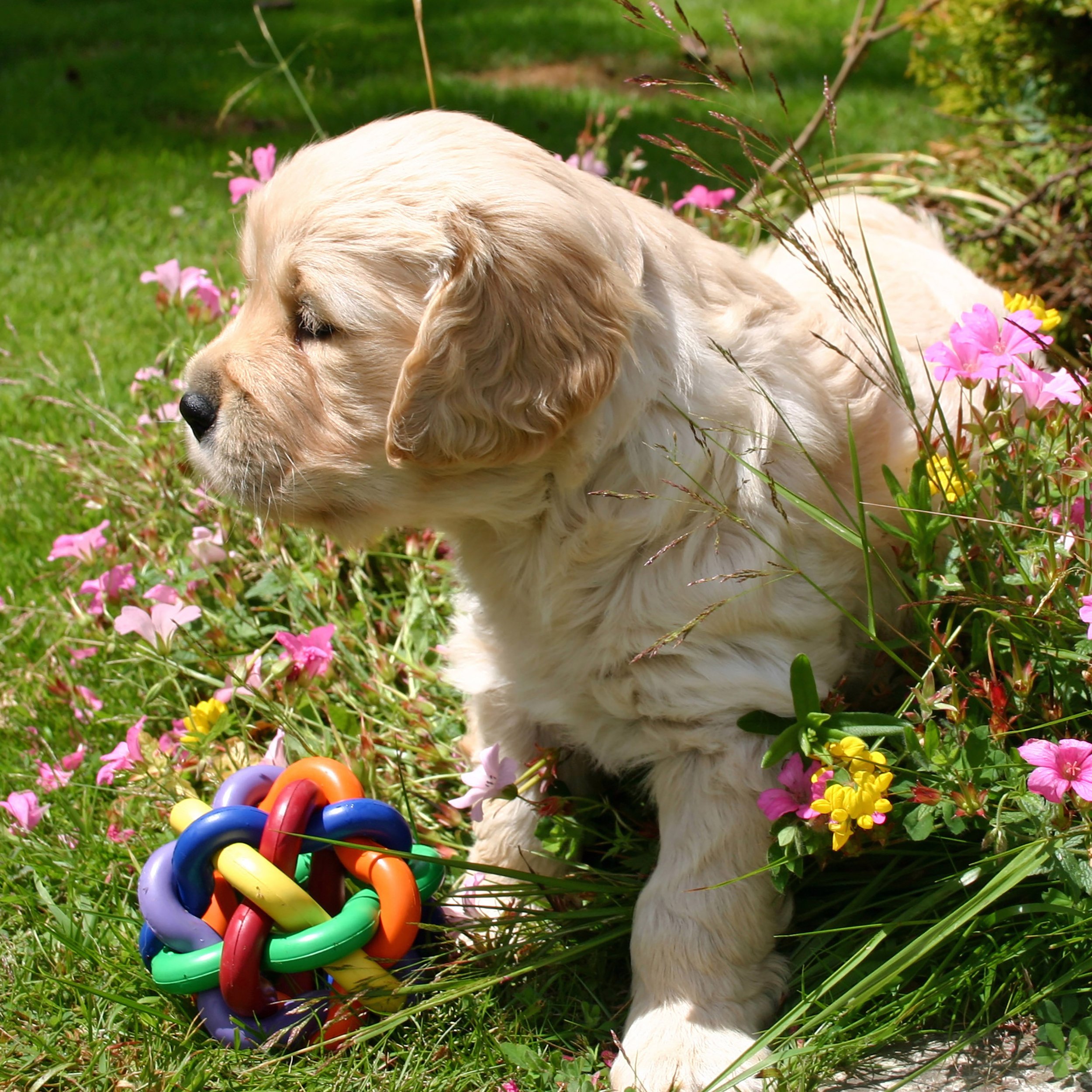Puppies at five and a half weeks 032 copy copy-2000-golden-retriever.jpg