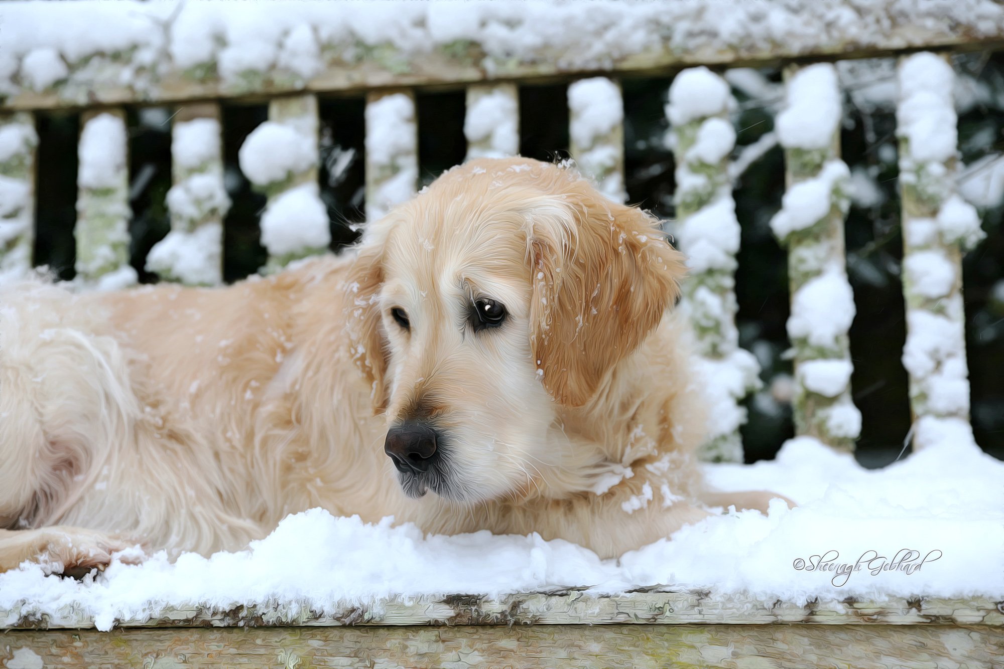 Golden-retriever-Sadie-on-snowy-bench.jpg