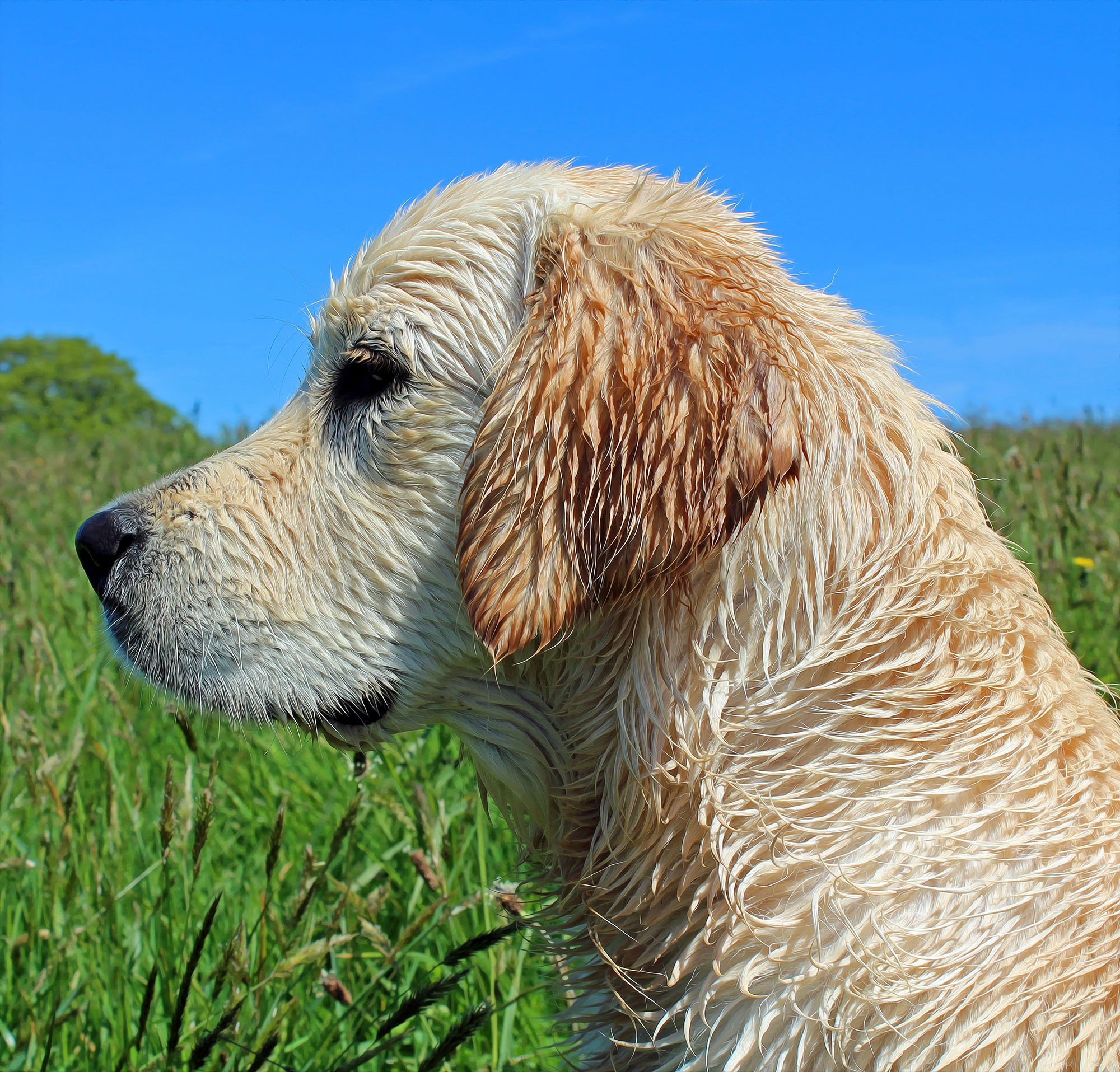 WEB dogportrait_sheenaghgebhard copy.jpg