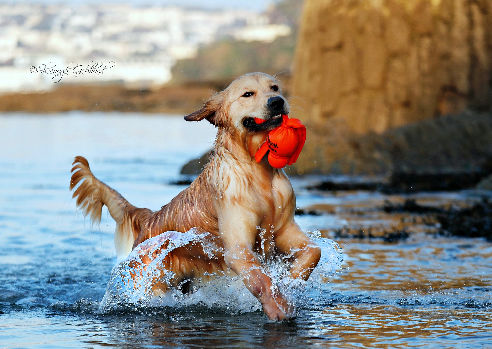 Golden-retriever-Roxy-with-float-in-sea.jpg
