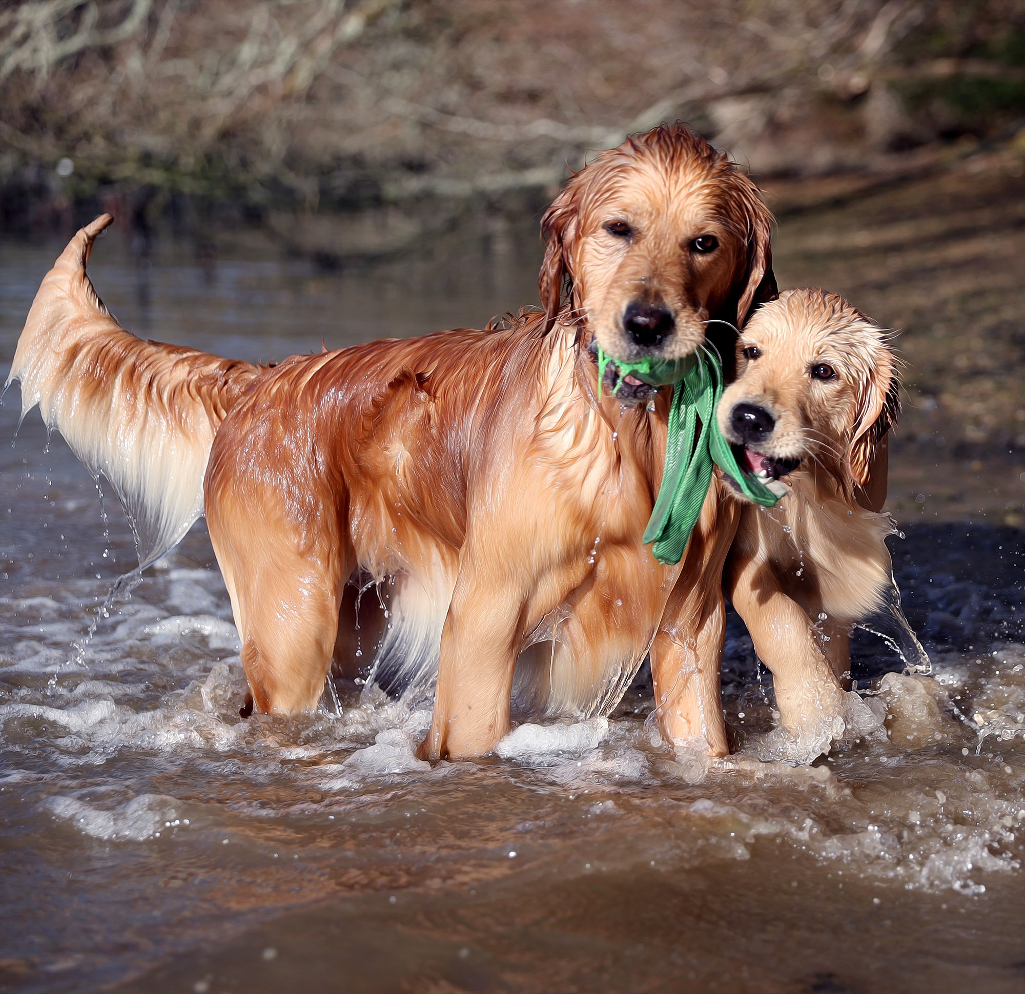 Golden-retriever-Roxy-Tamar-retrieving.jpg