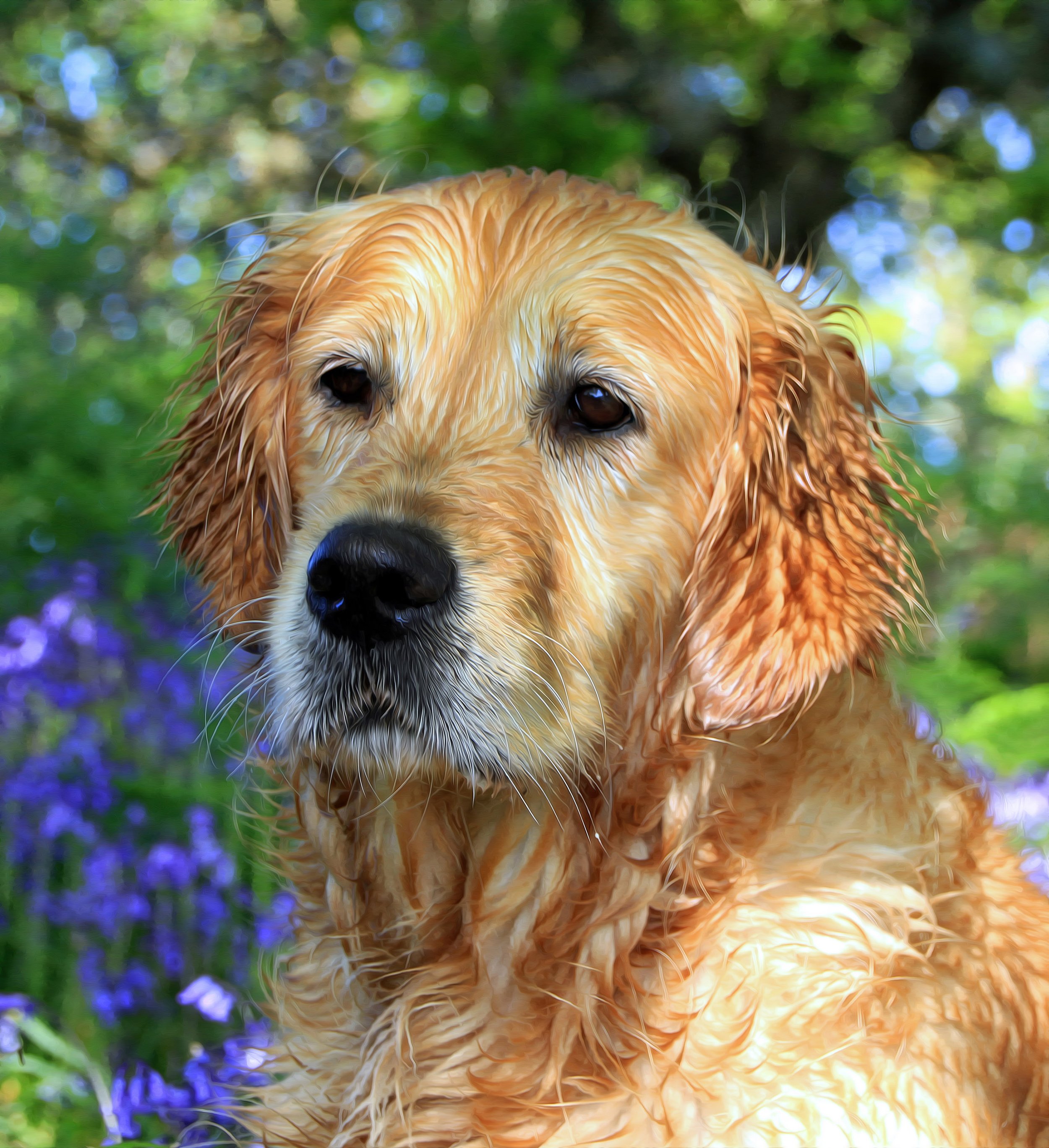 Devoran lost keys 197 copy copy Painting-2000-golden-retriever.jpg