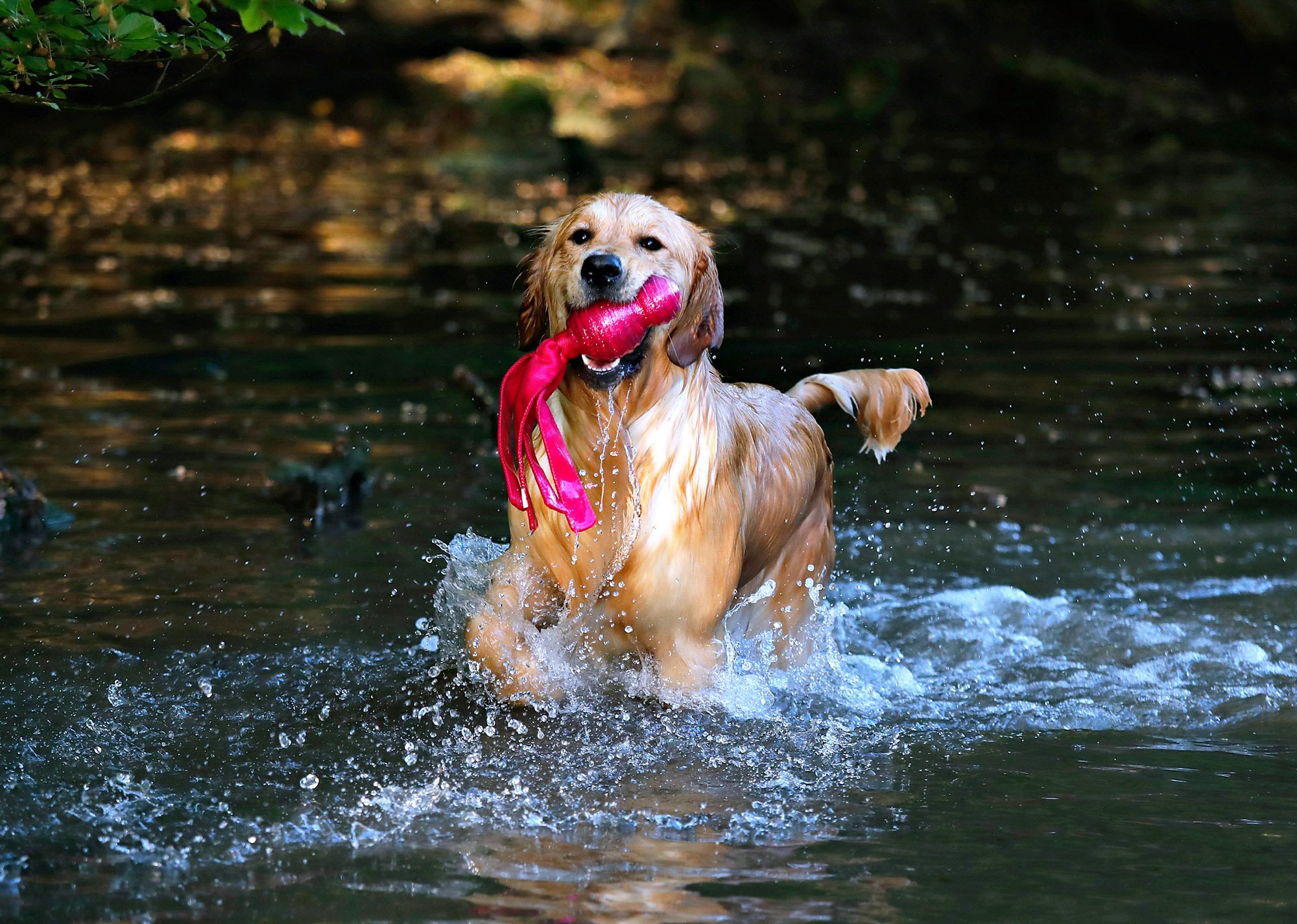Golden-retriver-playing-in-creek.jpg